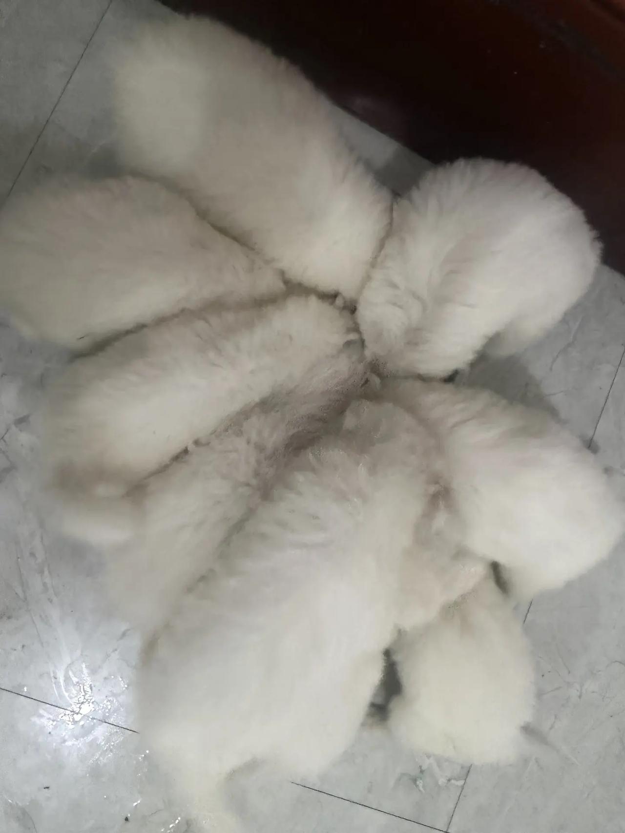萨摩耶宝宝 不敢骗你养小狗 小奶狗