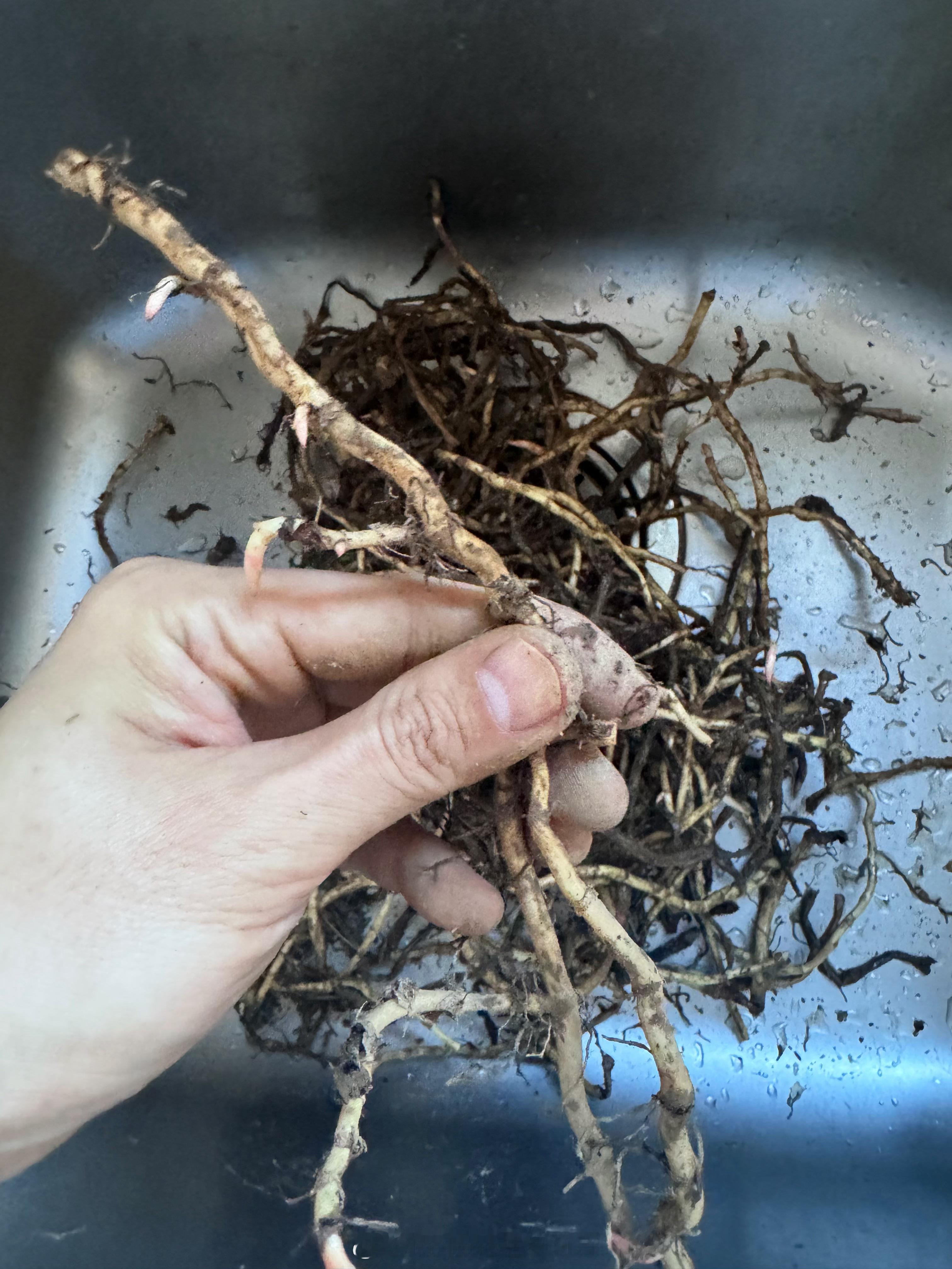 见过吗？这是折耳根本来的样子，埋在土里的根茎，洗干净吃清热解毒提高免疫力。 