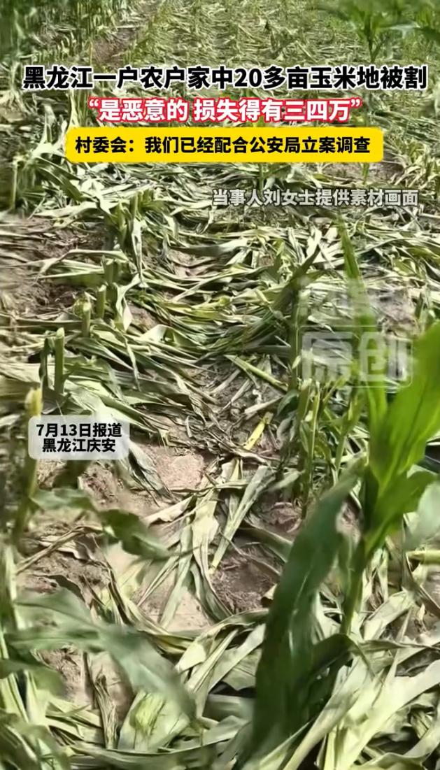 “太欺负人！”7月14日报道，黑龙江绥化海伦市永富镇的农户刘女士，前往自家的玉米