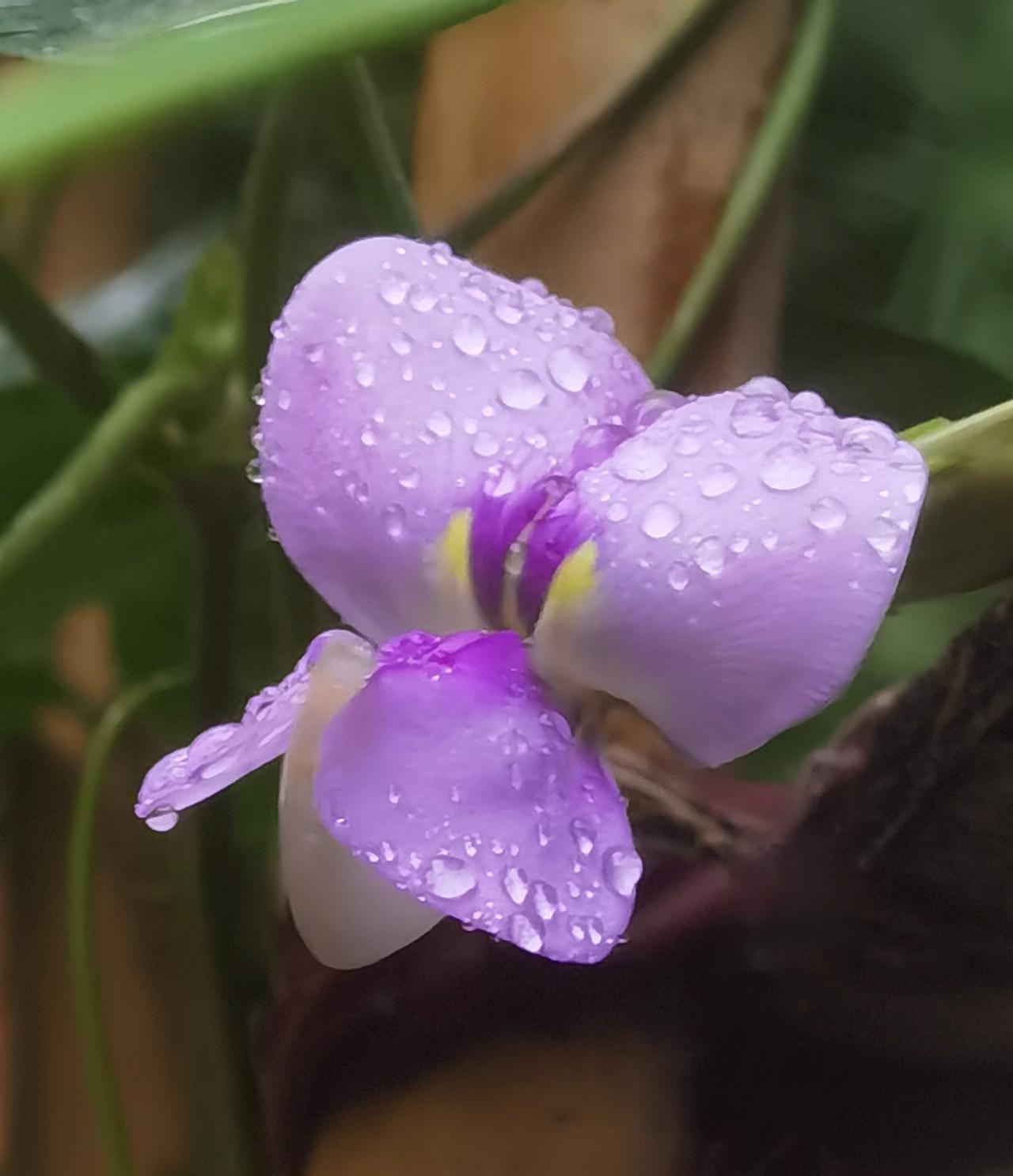 爱不释手的豇豆花豇豆花
