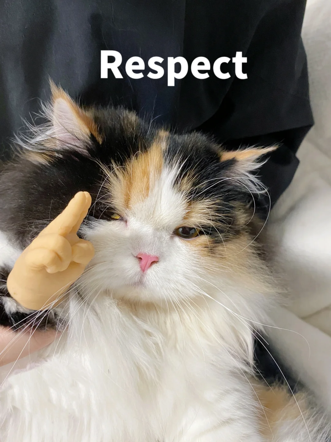 听说最近流行小猫说唱