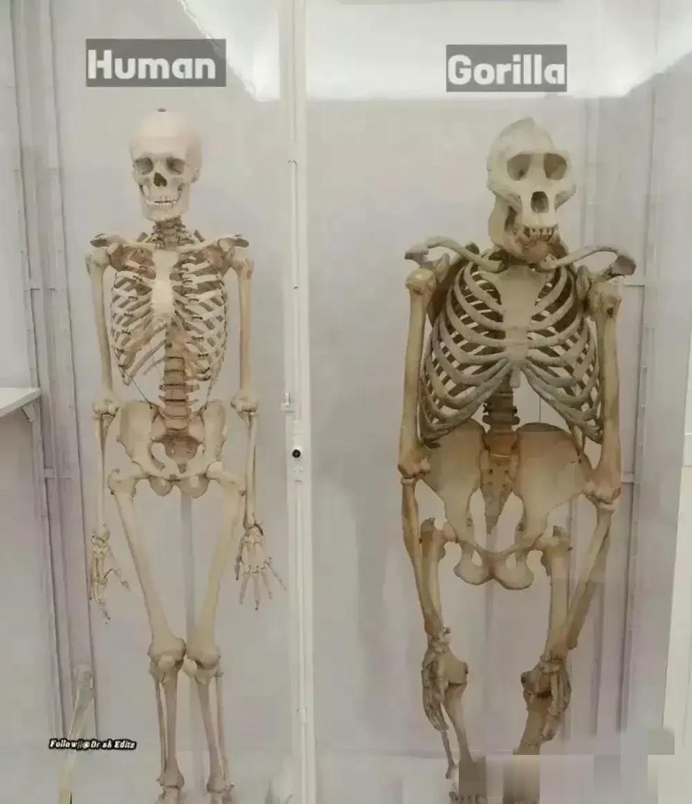 你看过人与大猩猩的区别吗？

下面左边是人类骨架，右边是大猩猩骨架，二者之间的区