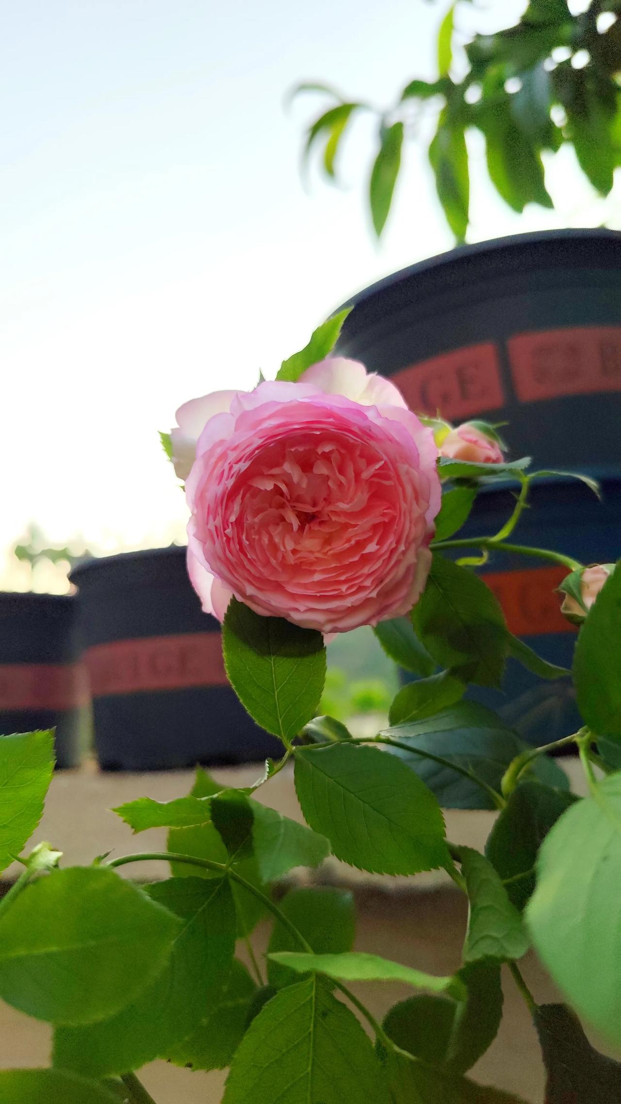 我乡下的院子，即将迎来的最炫丽的花期！
18年，我花了三十多万在乡下新修了两层半