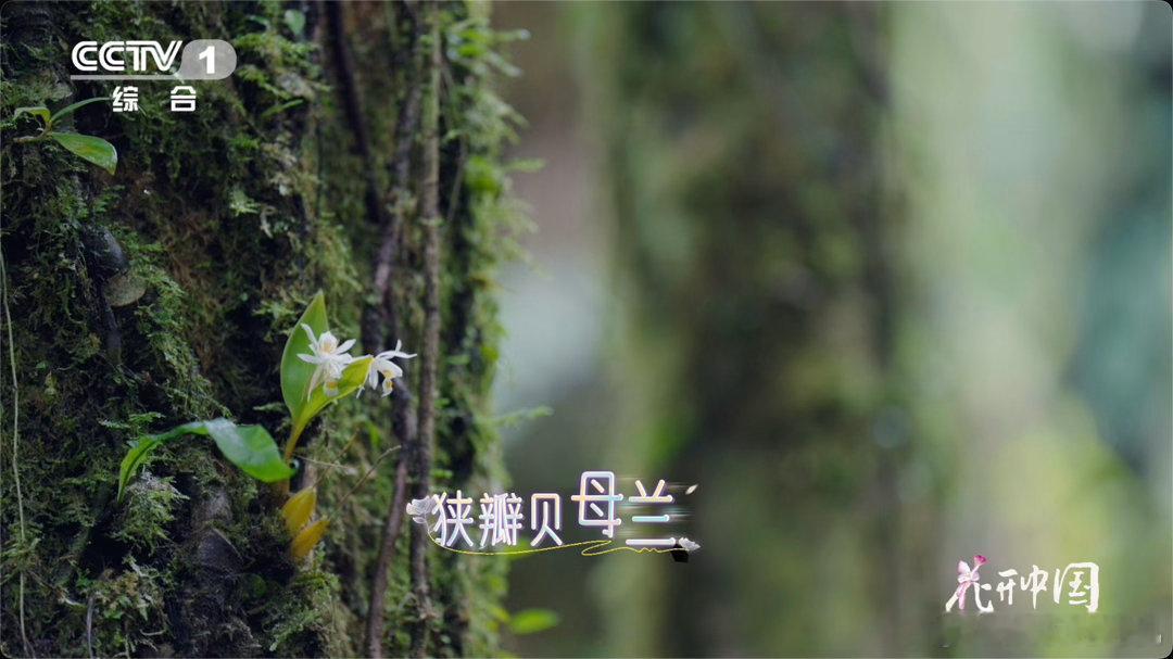 西藏松树顶开出杜鹃花大自然在70米高空藏着浪漫 第一次知道这棵树的数据时，以为是