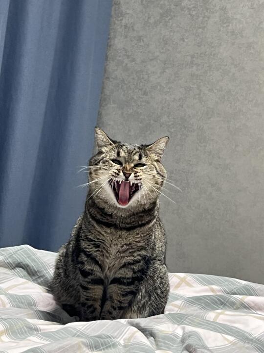 丑猫大赛