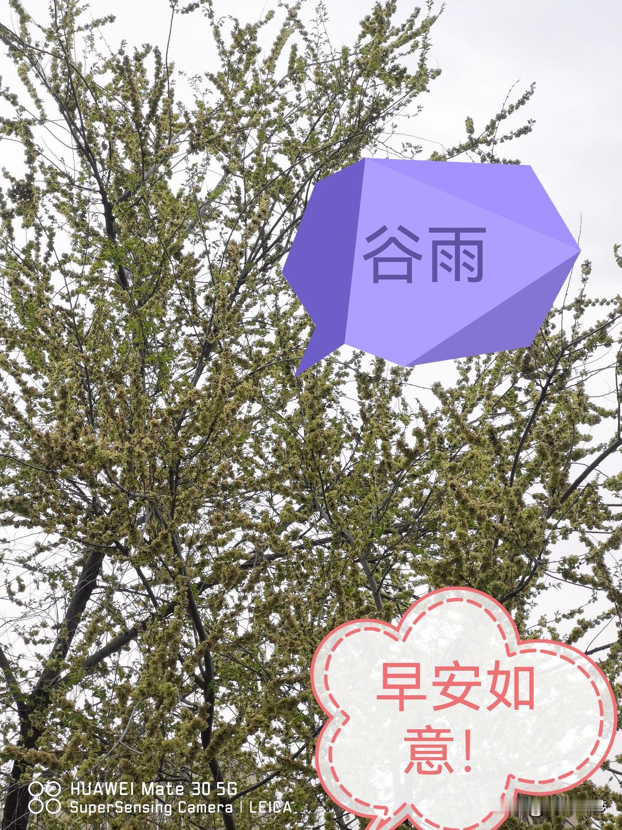 今天是4月20日，我们迎来春季最后一个节气谷雨。此时气温回升加快，降水明显增多，