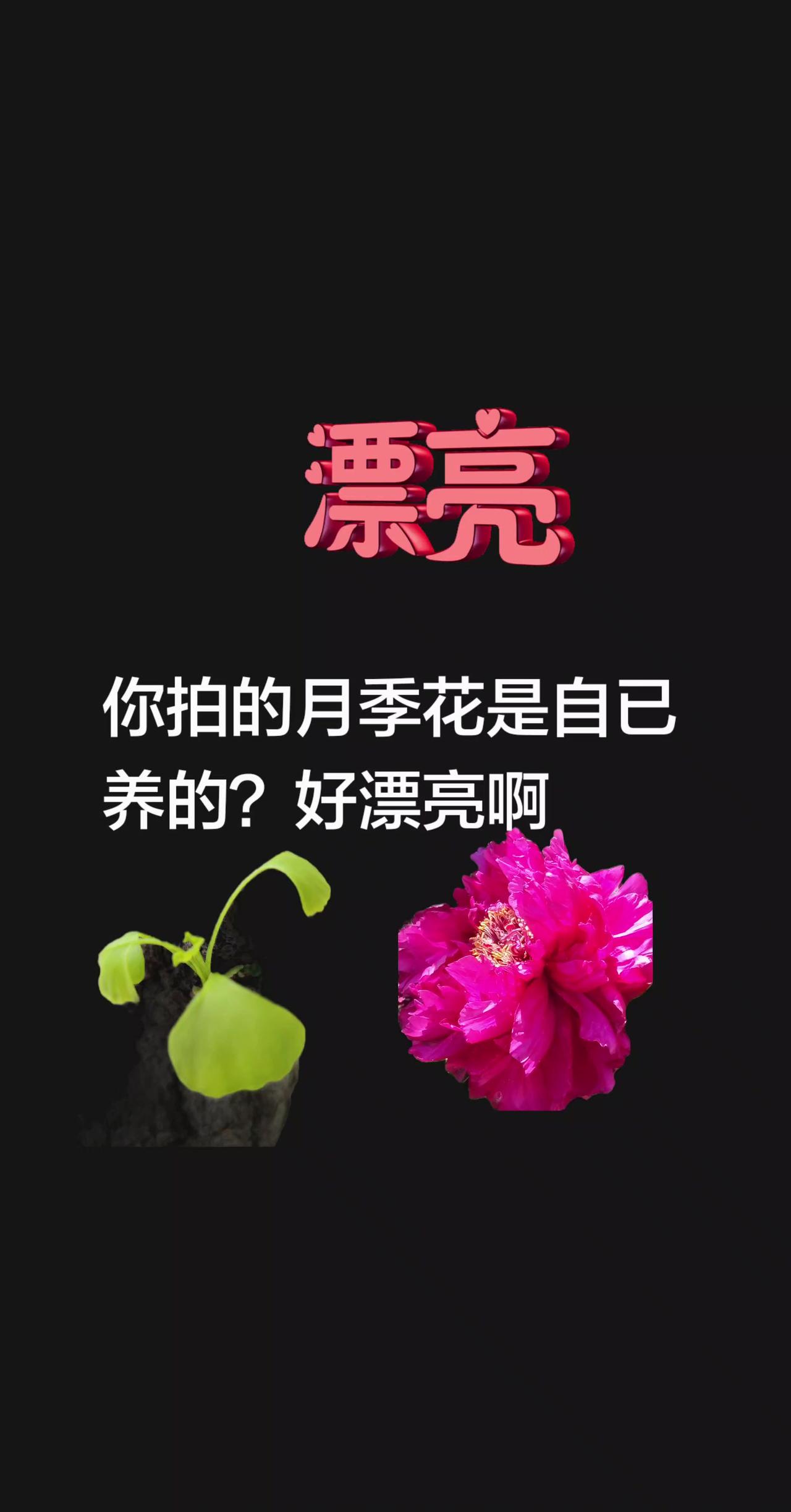 我回复了@冰淇淋 的评论：
每天晒晒自已拍的花生活多了一份幸福你拍的月季花是自已