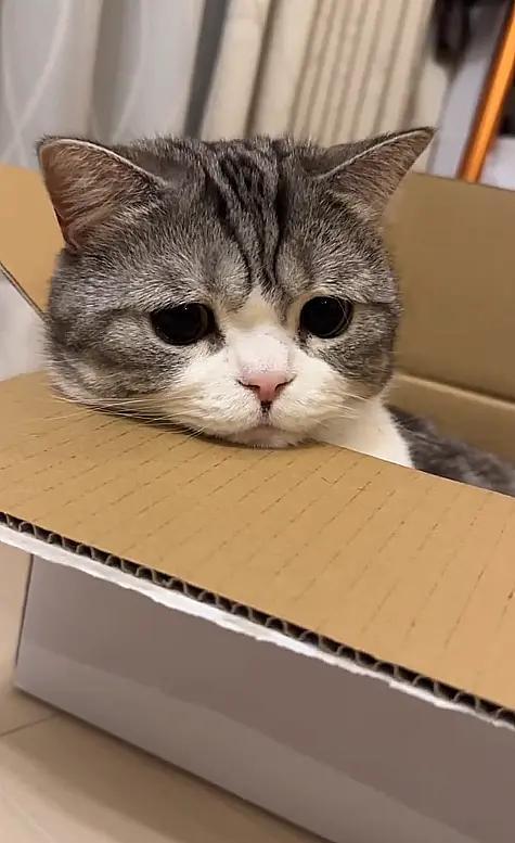 好吧，即便是拥有崭新的纸盒子，眼里也已经没有光了。毕竟，丢下小猫咪一个人，去上班