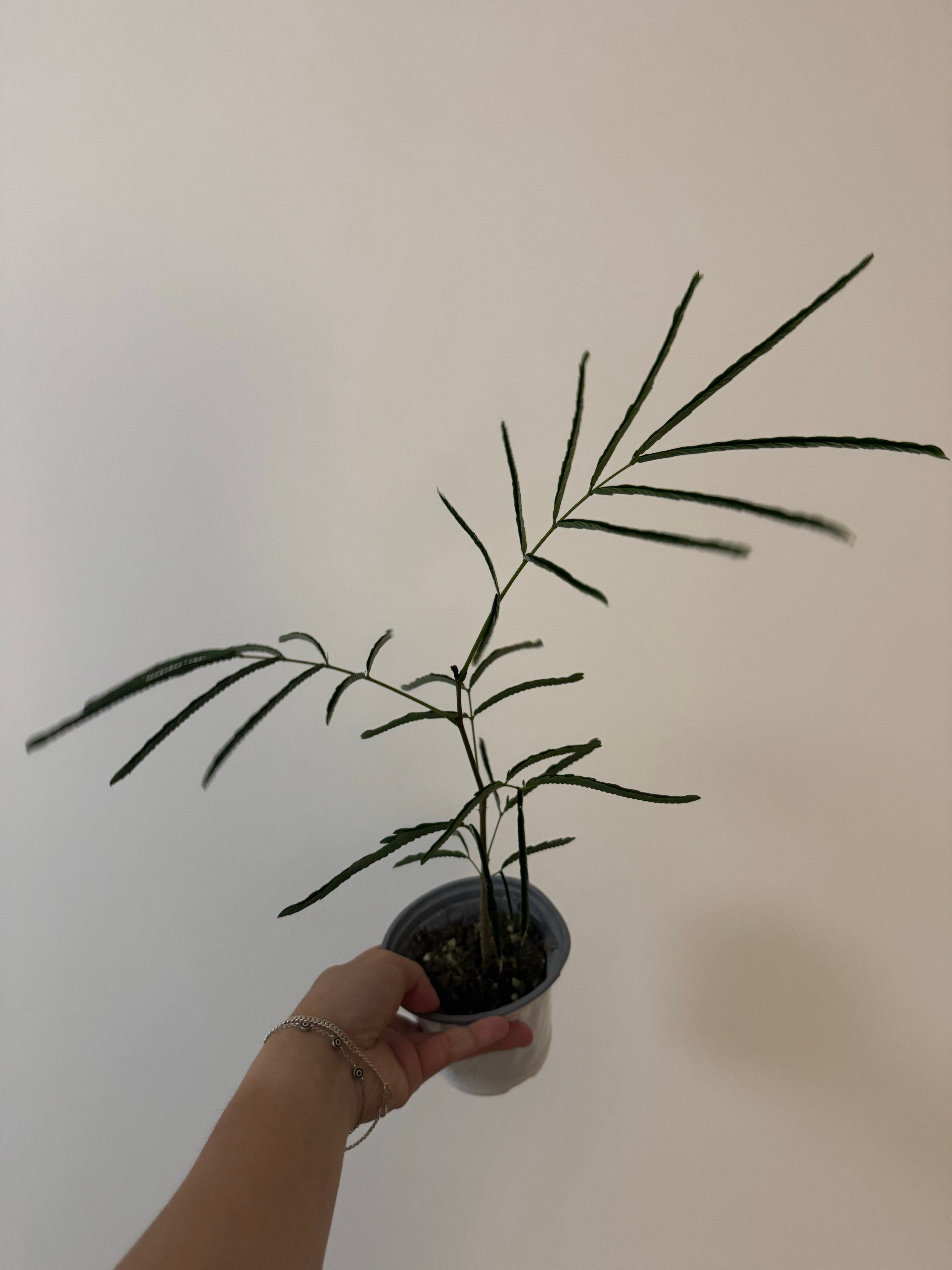 密叶猴是一种早晨展开叶片，晚上收拢的植物，自动版的含羞草，我特别喜欢它叶片长开的