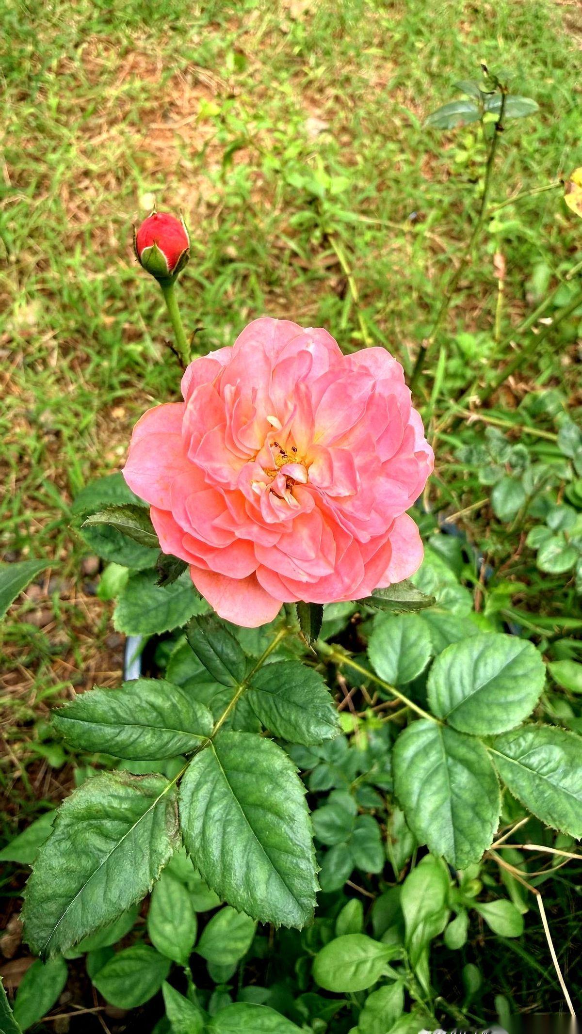 那个叫阿萍的故事，我亲手把它“杀”了。
删了。不写了。
因为有些掏心窝子的真话，