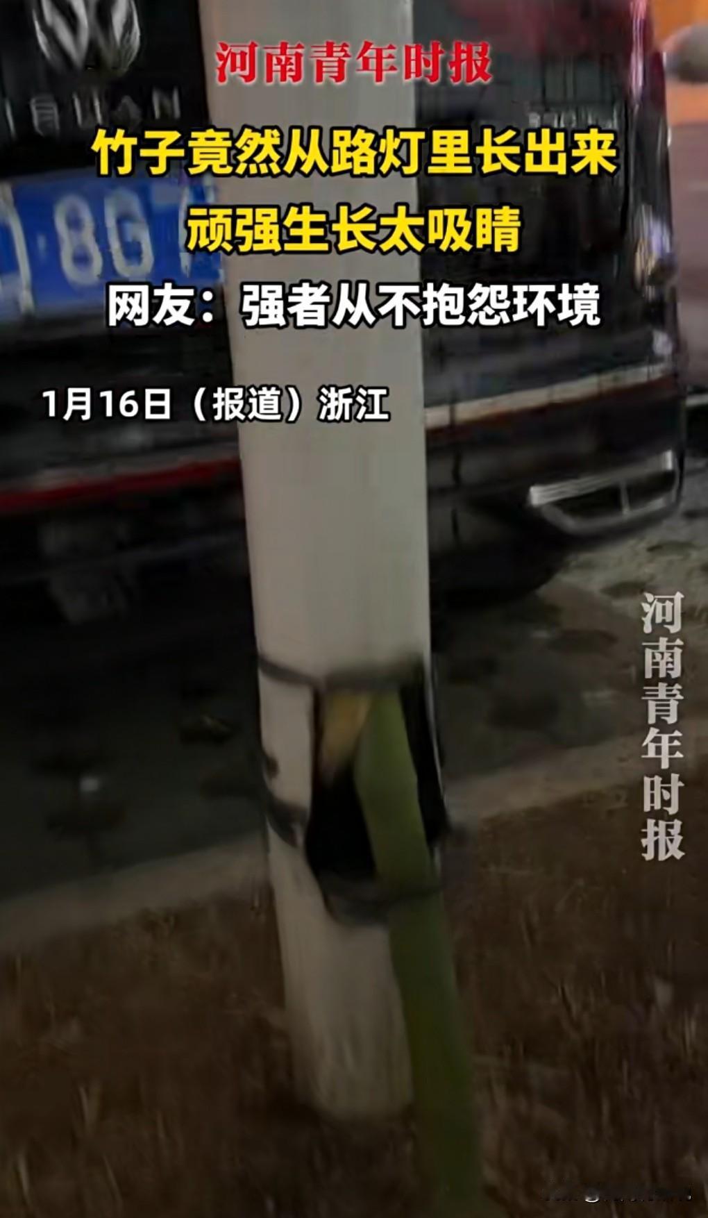 绝了绝了，这真的是太强了，如果不是在网上亲眼所见，我是万万不敢相信竟然能够强成这