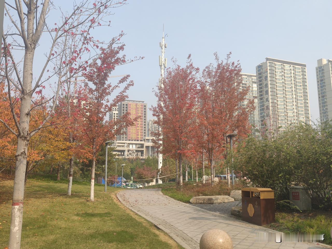 郑州市西流湖公园随手拍:层林尽染，美不胜收！