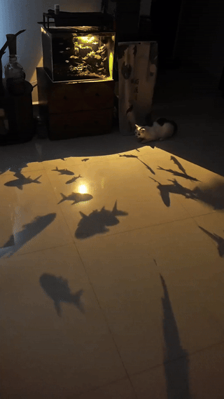 “这只小猫火了！”云南玉溪，一博主无意间拍到了小猫捕捉鱼影子的治愈瞬间！鱼缸被灯