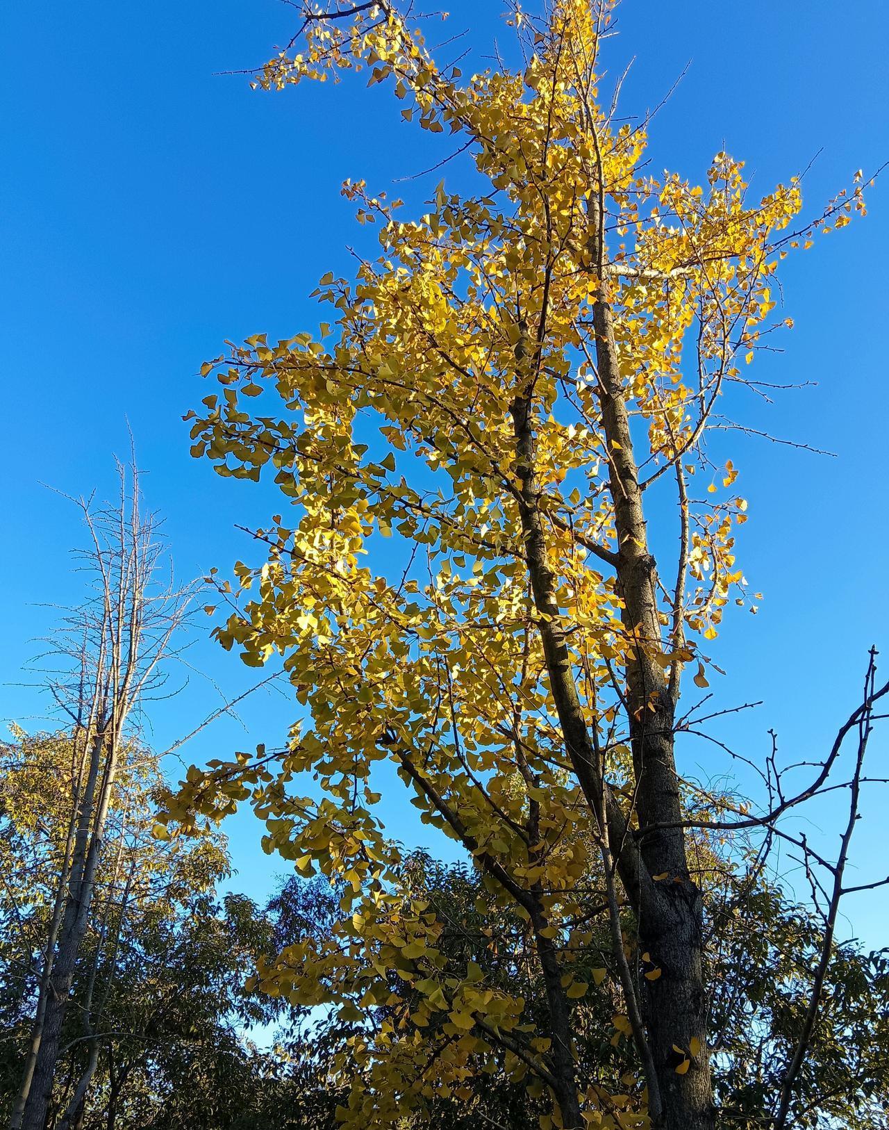 皇马不是输给库尔图瓦的脱手，而是输给了一套没有按键的遥控器。
你看到的是一粒丢球