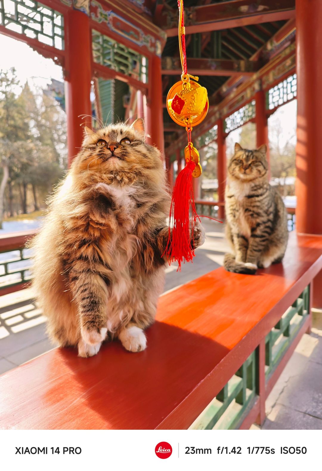 招财猫猫，红红火火