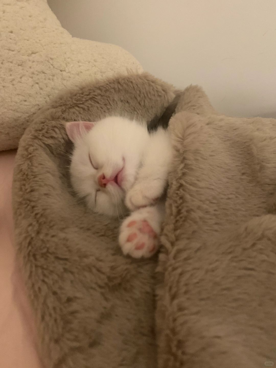 鼠鼠可爱鼠咯🥹