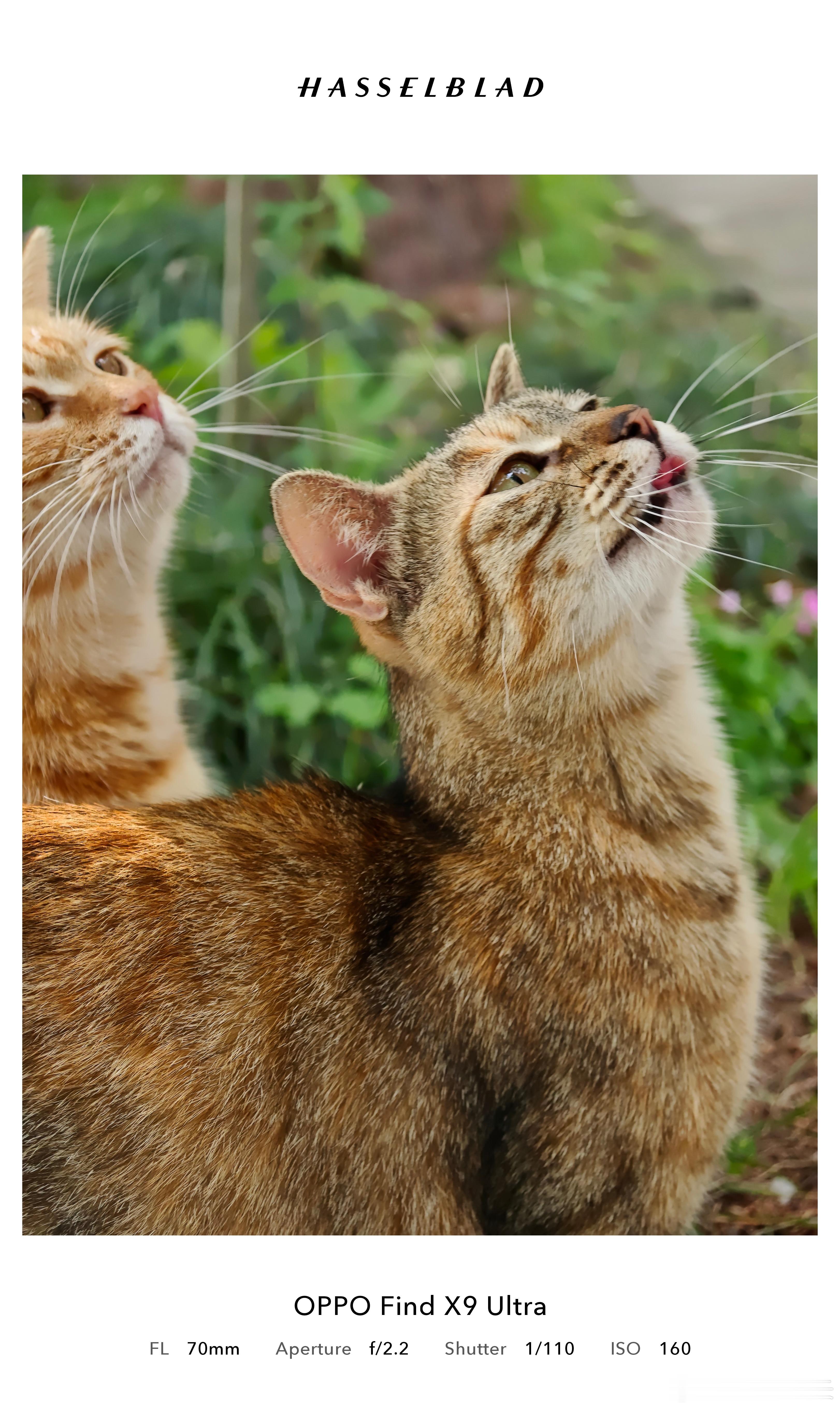 至于你说这颗1/1.28英寸，2亿像素，70mm，F2.2的三倍中焦？数毛就对了