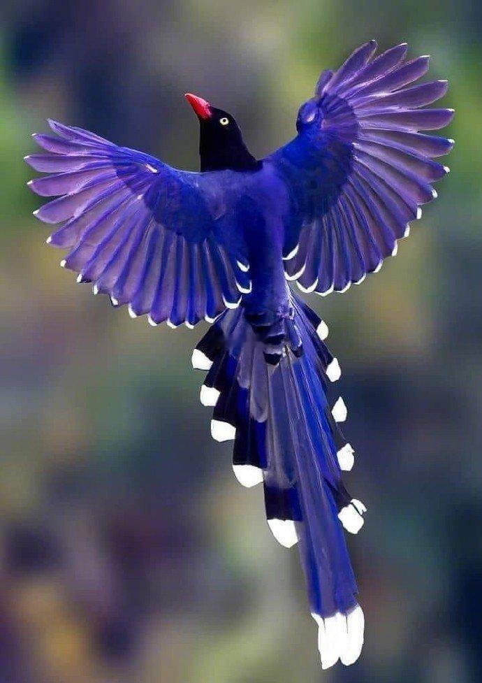 看到喜鹊，请不要无视，评论区很灵🙏 