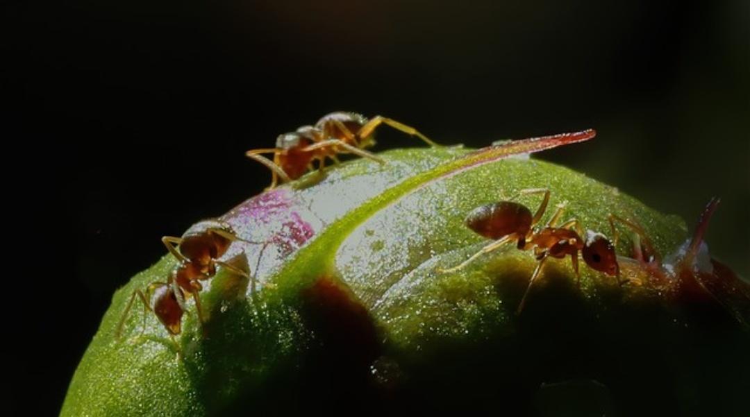 有网友称孩子吃了手撕肉干掉地上，蚂蚁吃了全不动了……


也不用风声鹤唳，冷知识