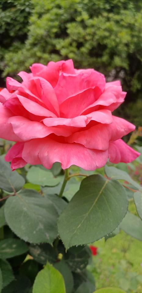 【春之韵·粉红色的月季花】随手拍美丽大自然

世界上最珍贵的东西
都是免费的，