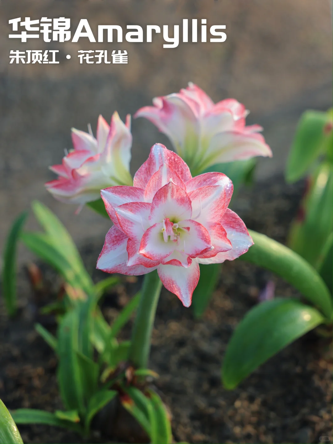 粉嫩的花孔雀
