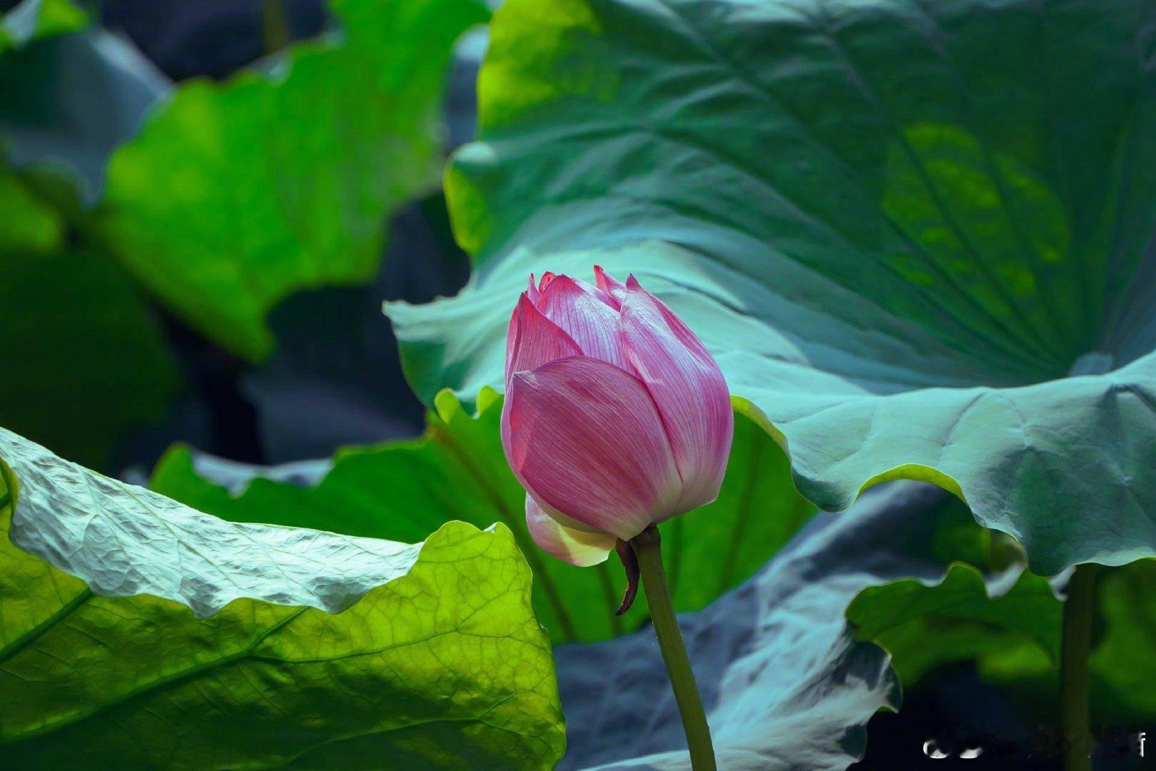 #李在明左侧颈内静脉60%被切断#一侧的颈内静脉被刀切断，伤员一般不会马上就死，