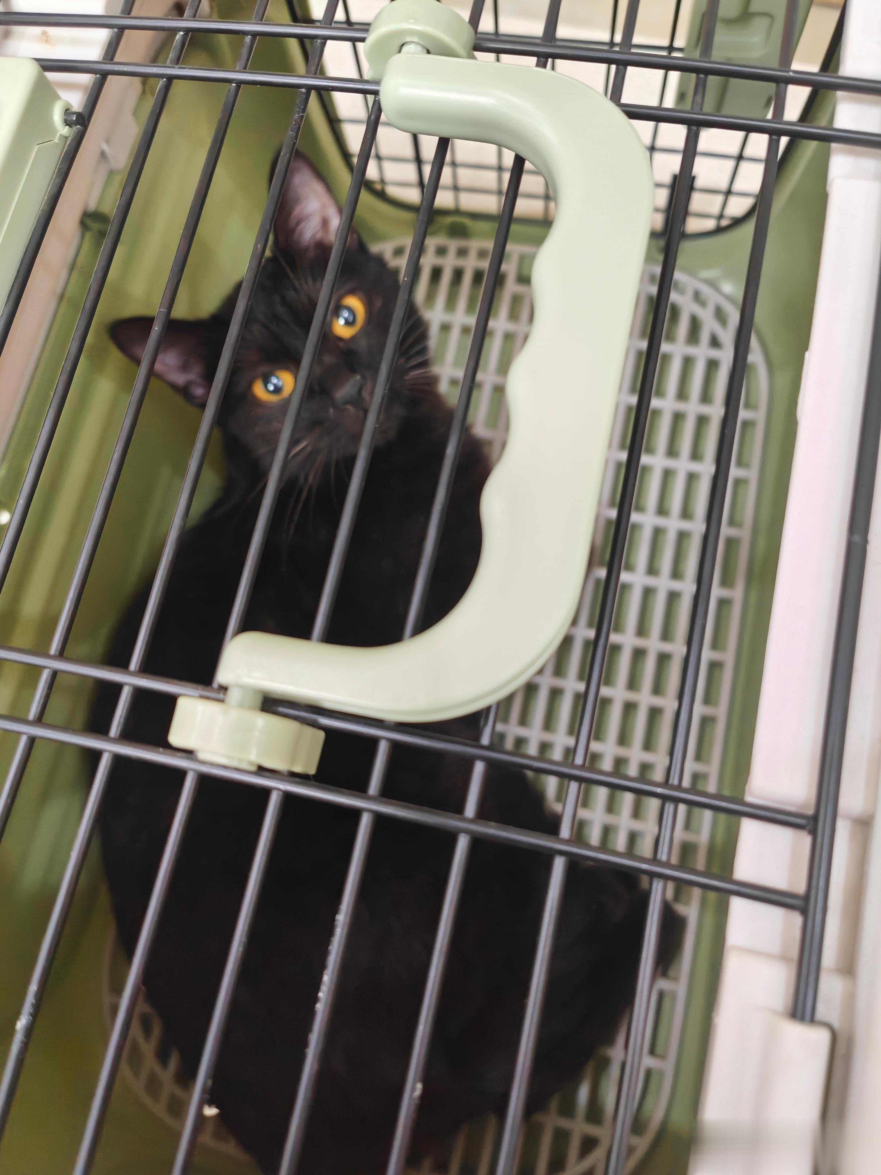 今天没发博，正在拯救一条猫命，小区里一只流浪猫快死了。此猫平常吃住就在小区的垃圾