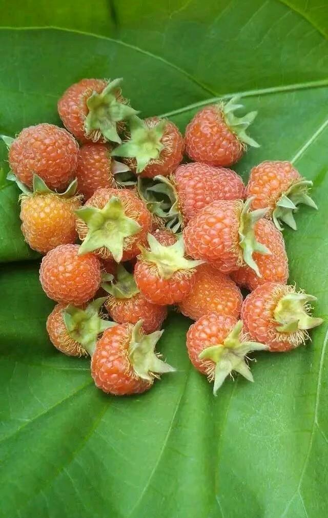 知道我们今天回去，老爸特意去山里摘了小时候我们最爱吃的野果！这个季节漫山遍野都是