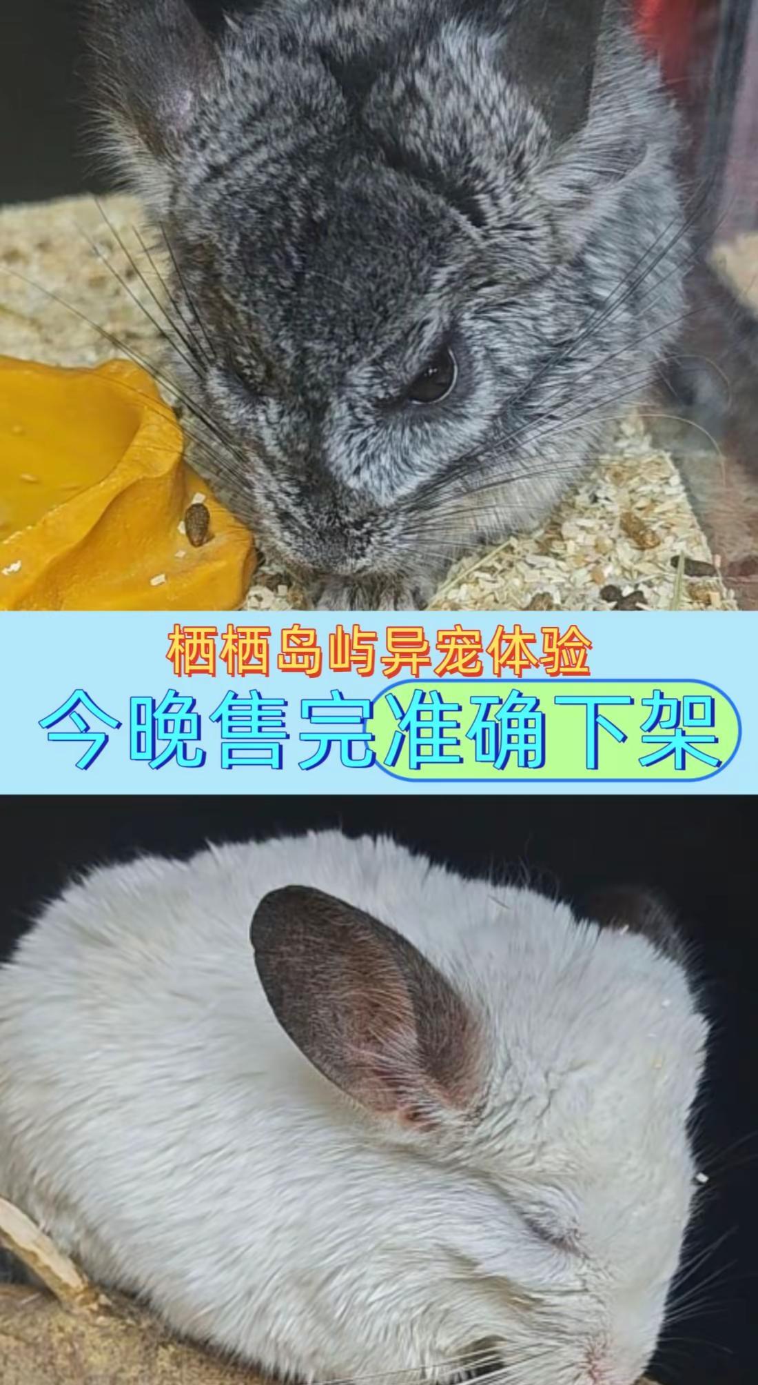 栖栖岛屿异宠体验(南阳万达店)栖栖岛屿异宠体验 爬宠互动 撸宠物体验 撸宠物
