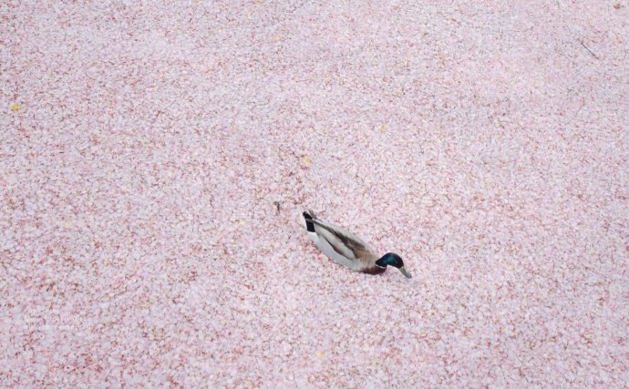 你可以不去扎人，但身上必须有刺。 ​​​