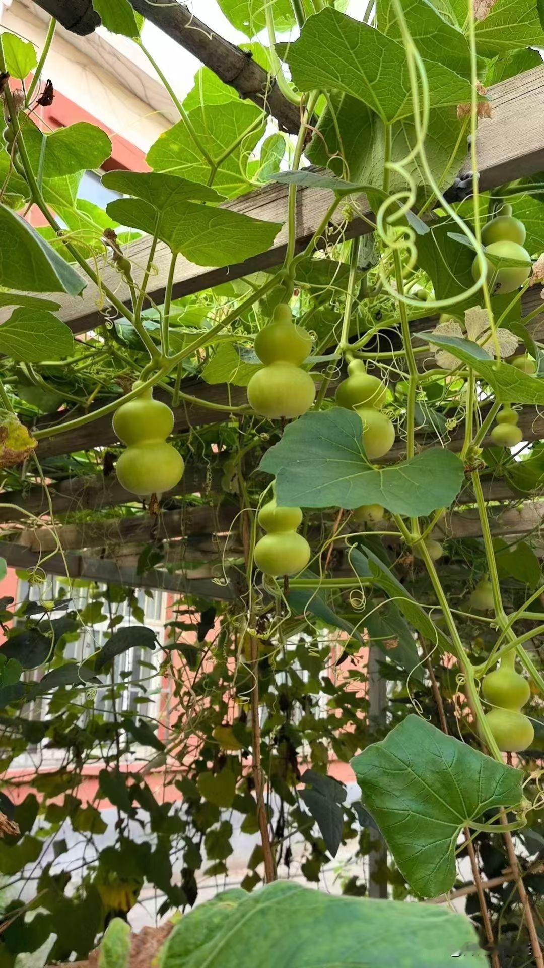 恒大许老板当庭认罪，一下子，熟悉的感觉就冒出来了。咱先不说那上百万受影响的普通家