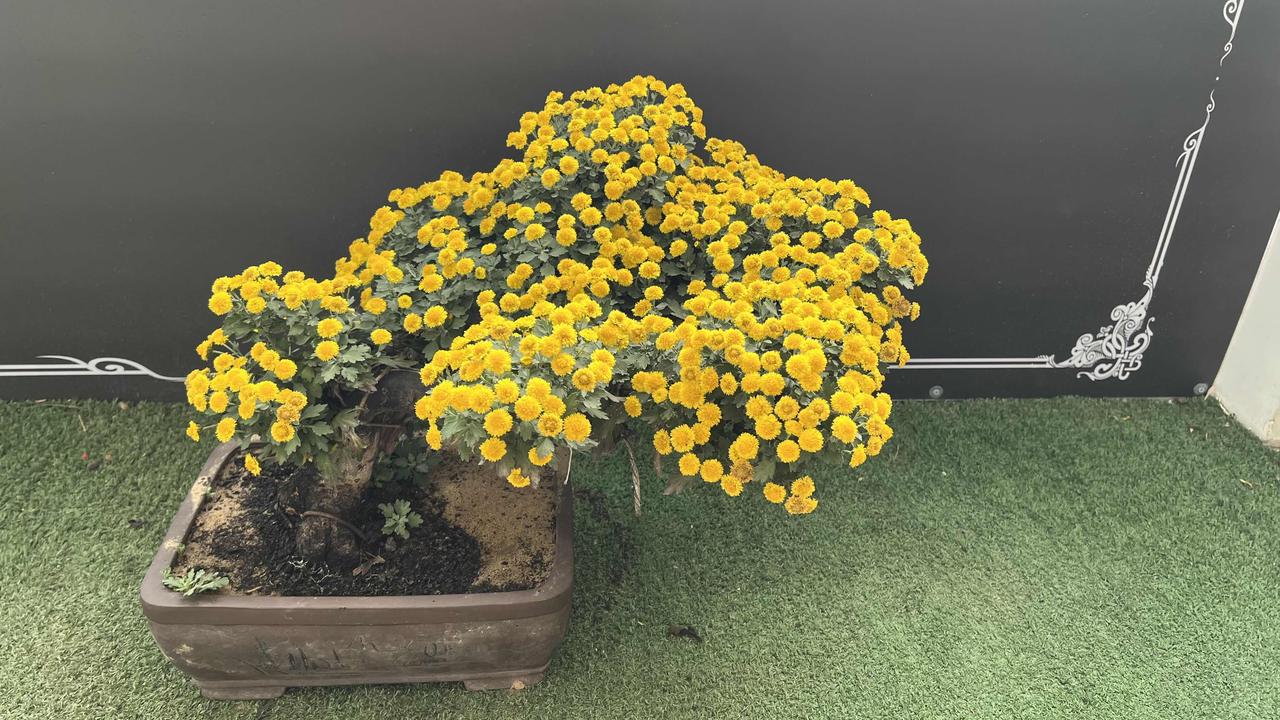 【原创】盆景：灿烂夺目，靓丽迷人，生机勃勃，像精雕细刻的艺术品，美不胜收！