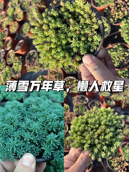 薄雪万年草🌿新手懒人必备