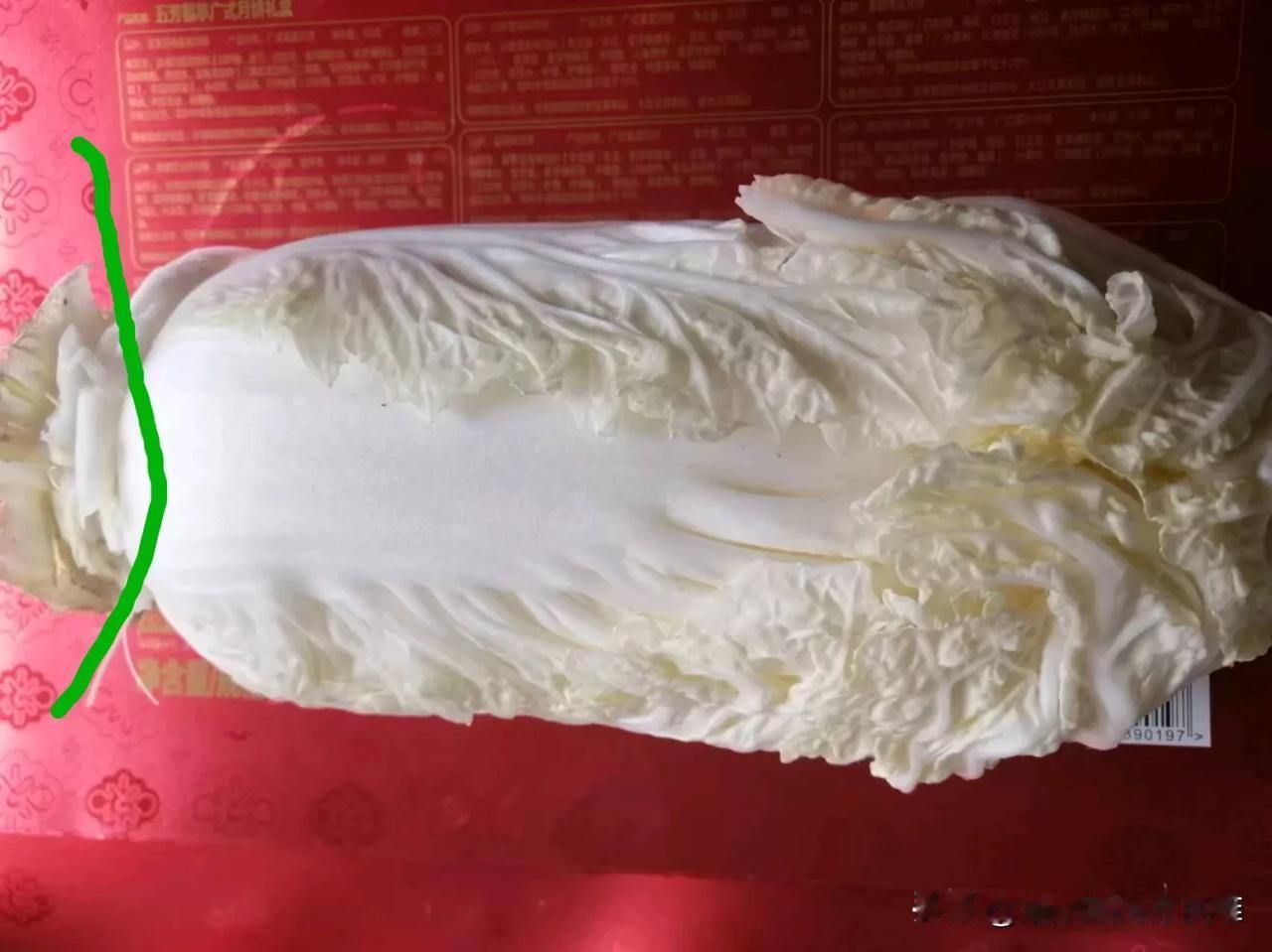 大白菜是我们常吃的应季蔬菜，其中我们总会把菜根扔垃圾桶里。其实，大白菜的菜根可是