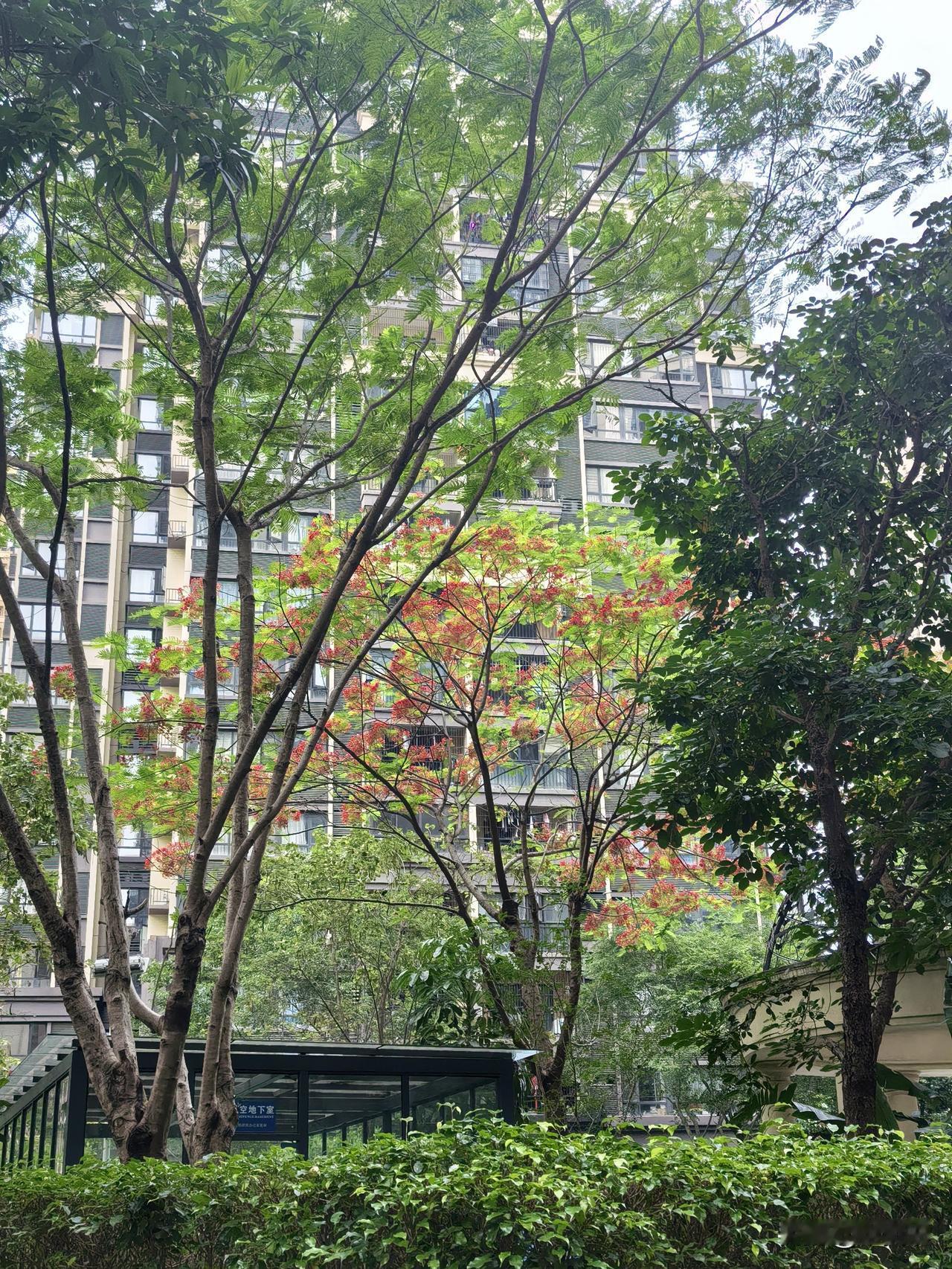 楼下发现一处特别有意思的风景，整个小区都看不到几朵花，在泳池的边上，竟然有一棵开