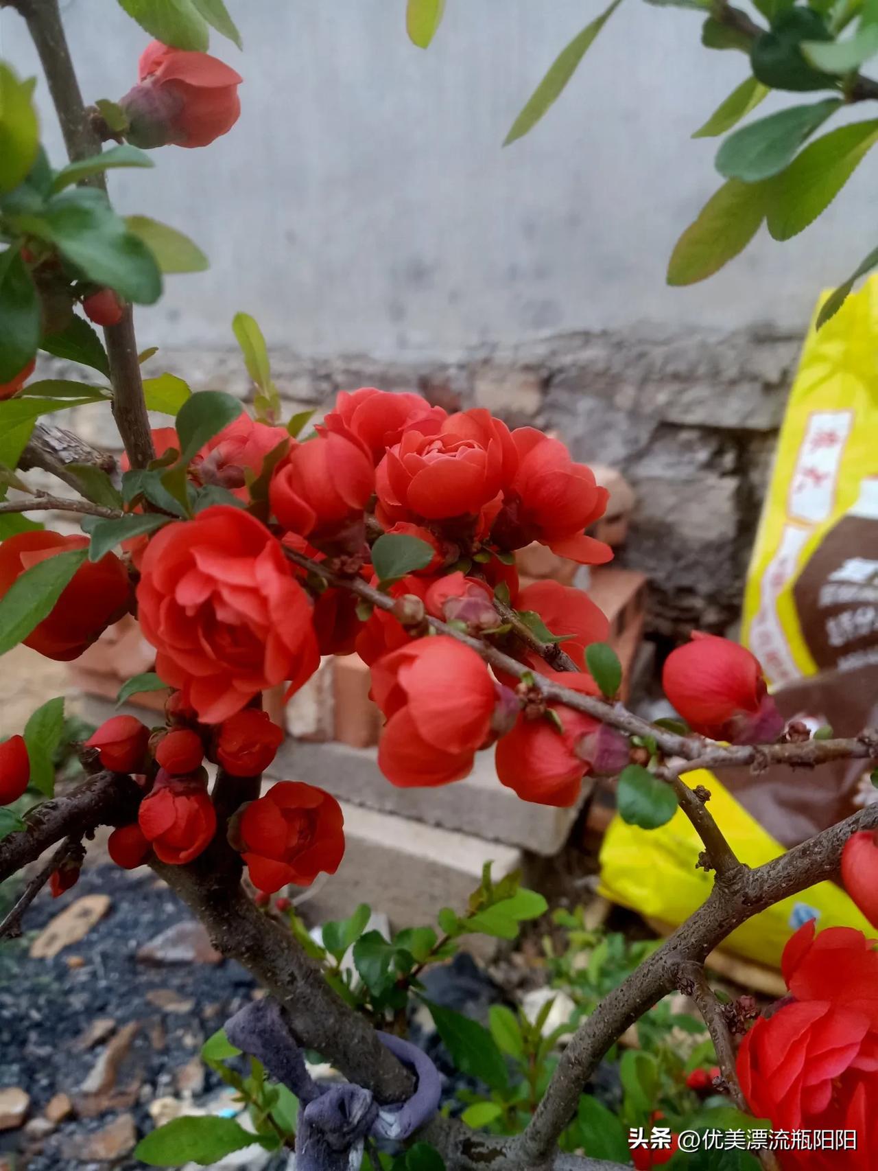 ​，开心快乐每一天！[呲牙]