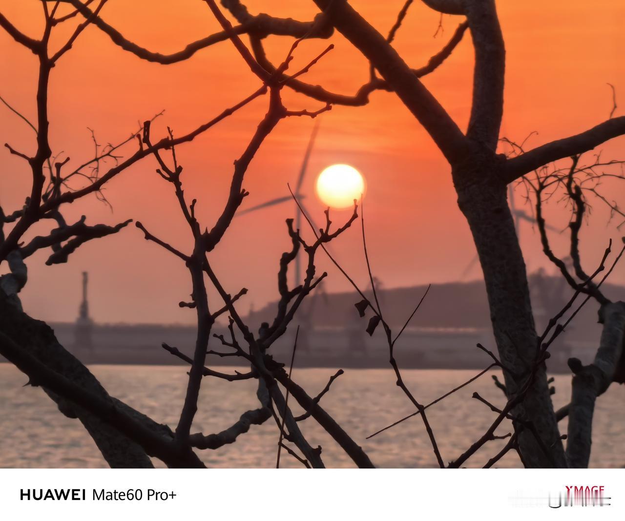 玉蕊临风缀雪晶，寒枝破腊漾春情。
月描清影香浮夜，浪卷相思梦不惊。