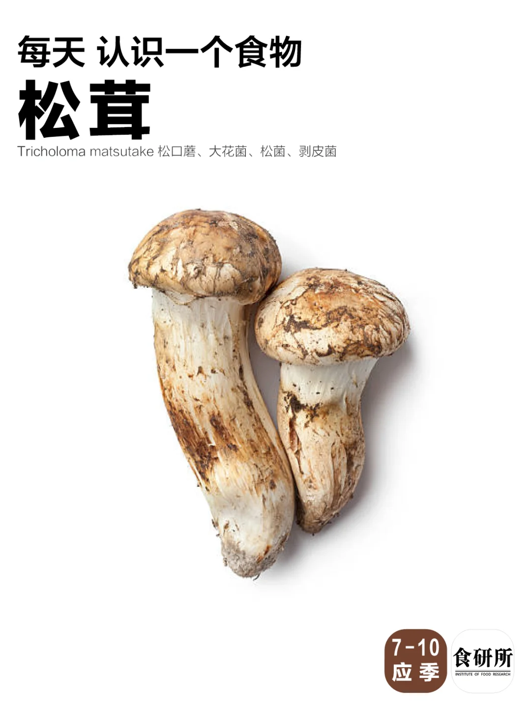 松茸怎么吃？