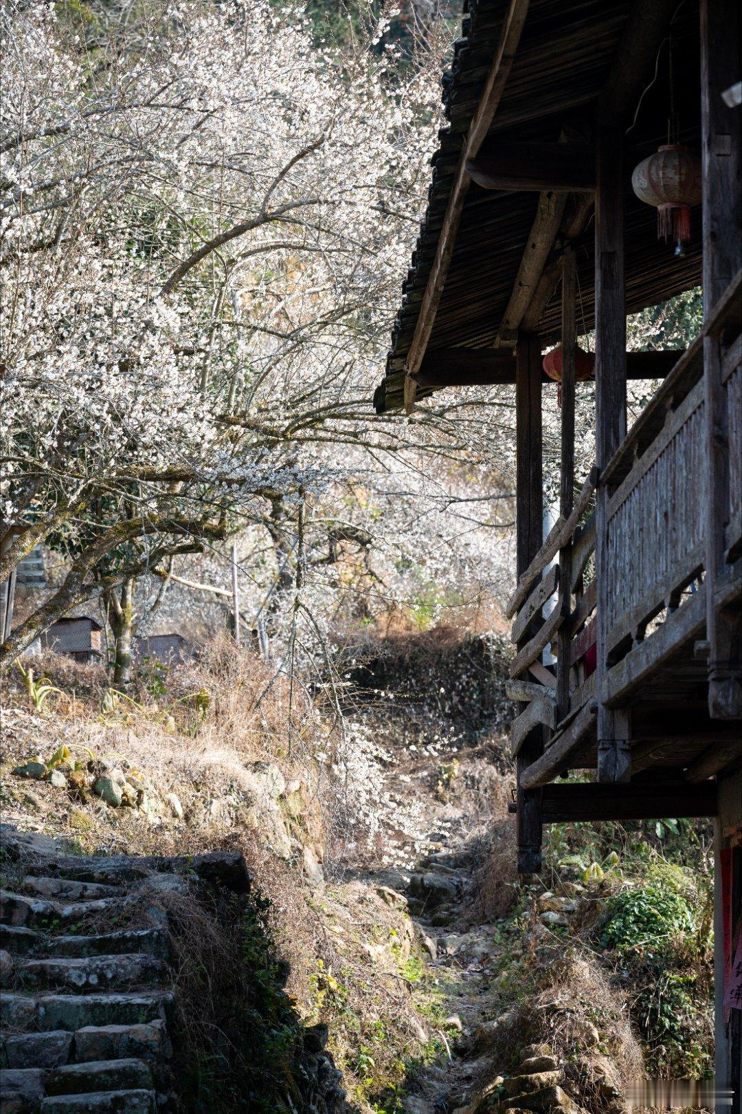 福建永泰庄寨的梅花 