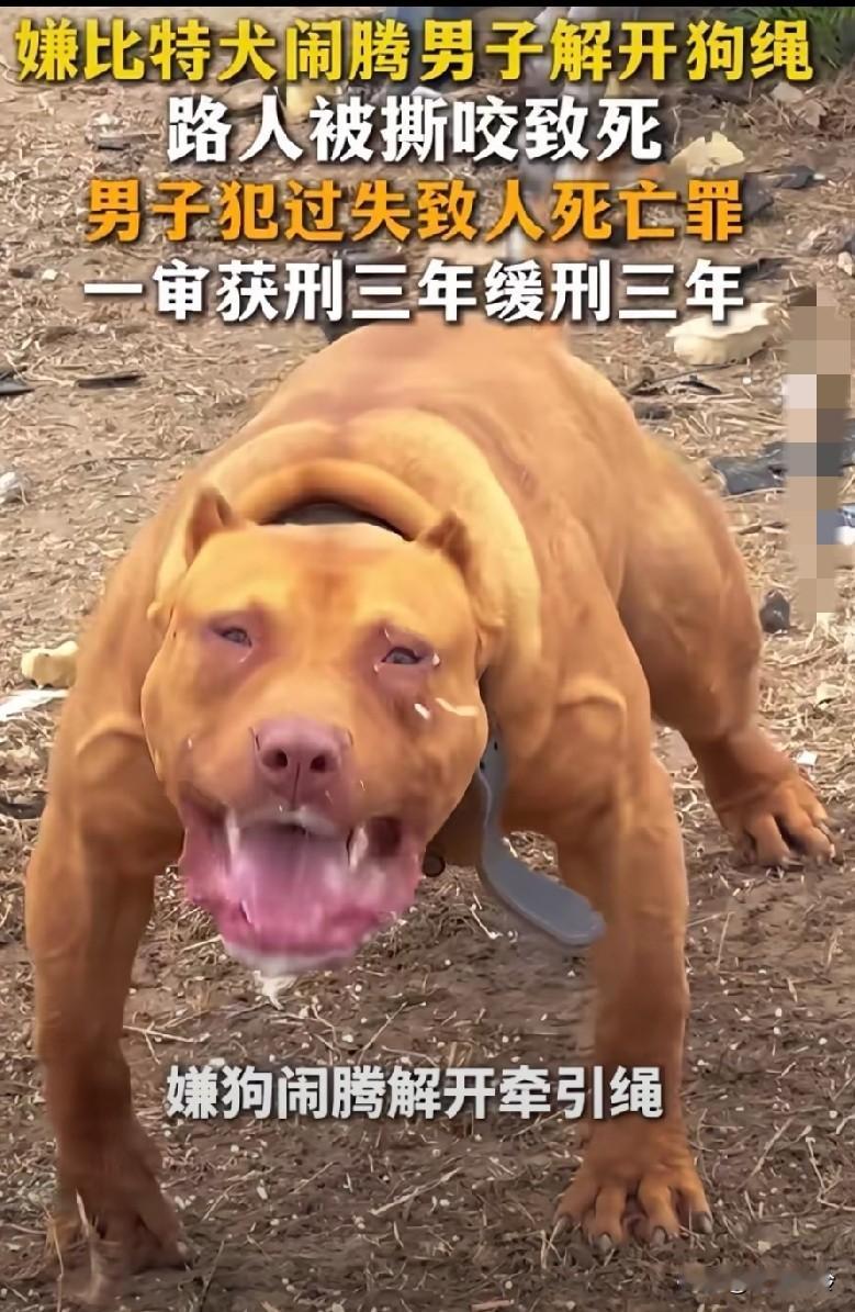 嫌比特犬闹腾，男子解开狗绳，路人被撕咬致死，那是不是意味着以后杀人可以用狗？
男