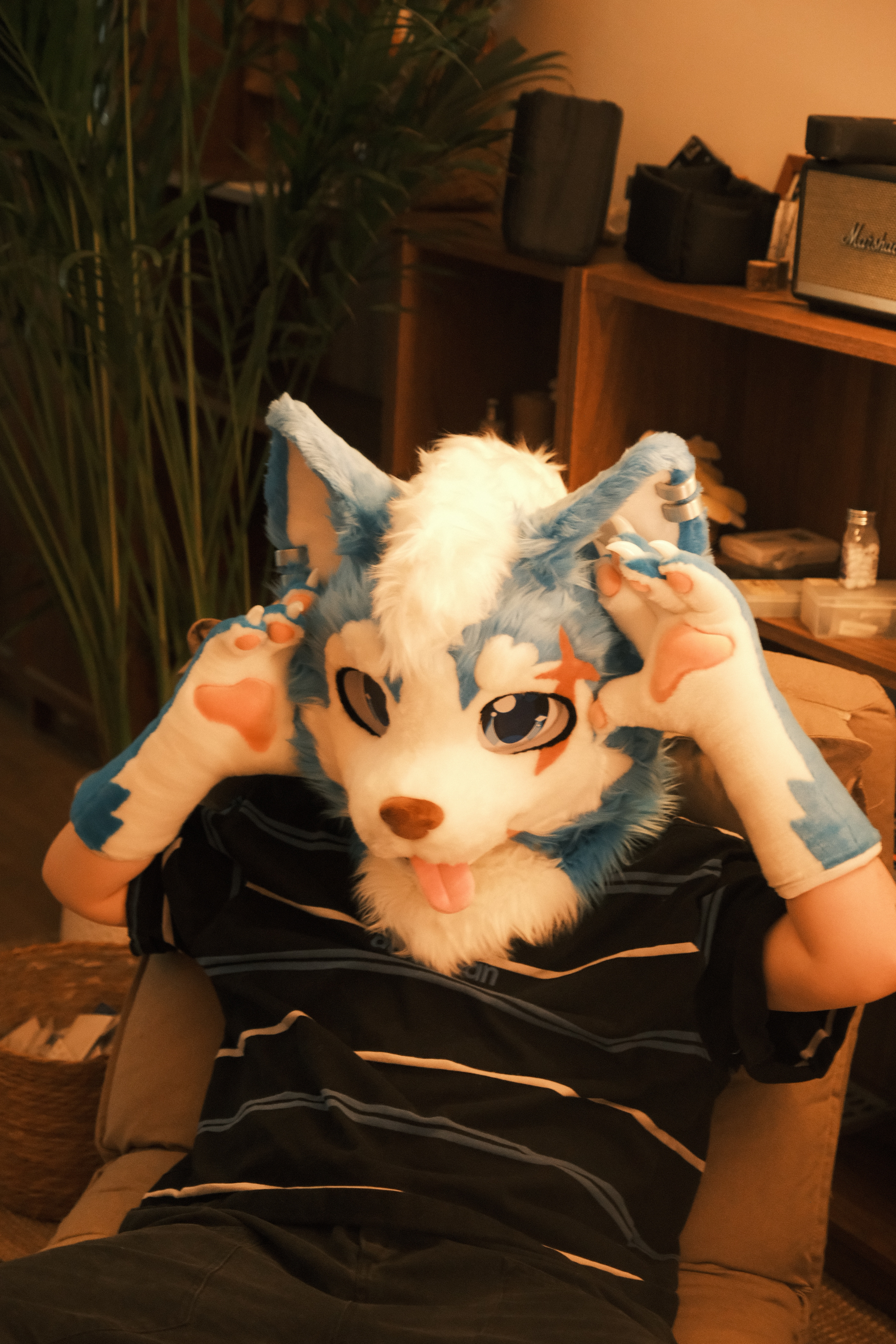 明天在furry8应该长这样(衣服应该会换？)大概明后两天都会一半出毛一半本体，