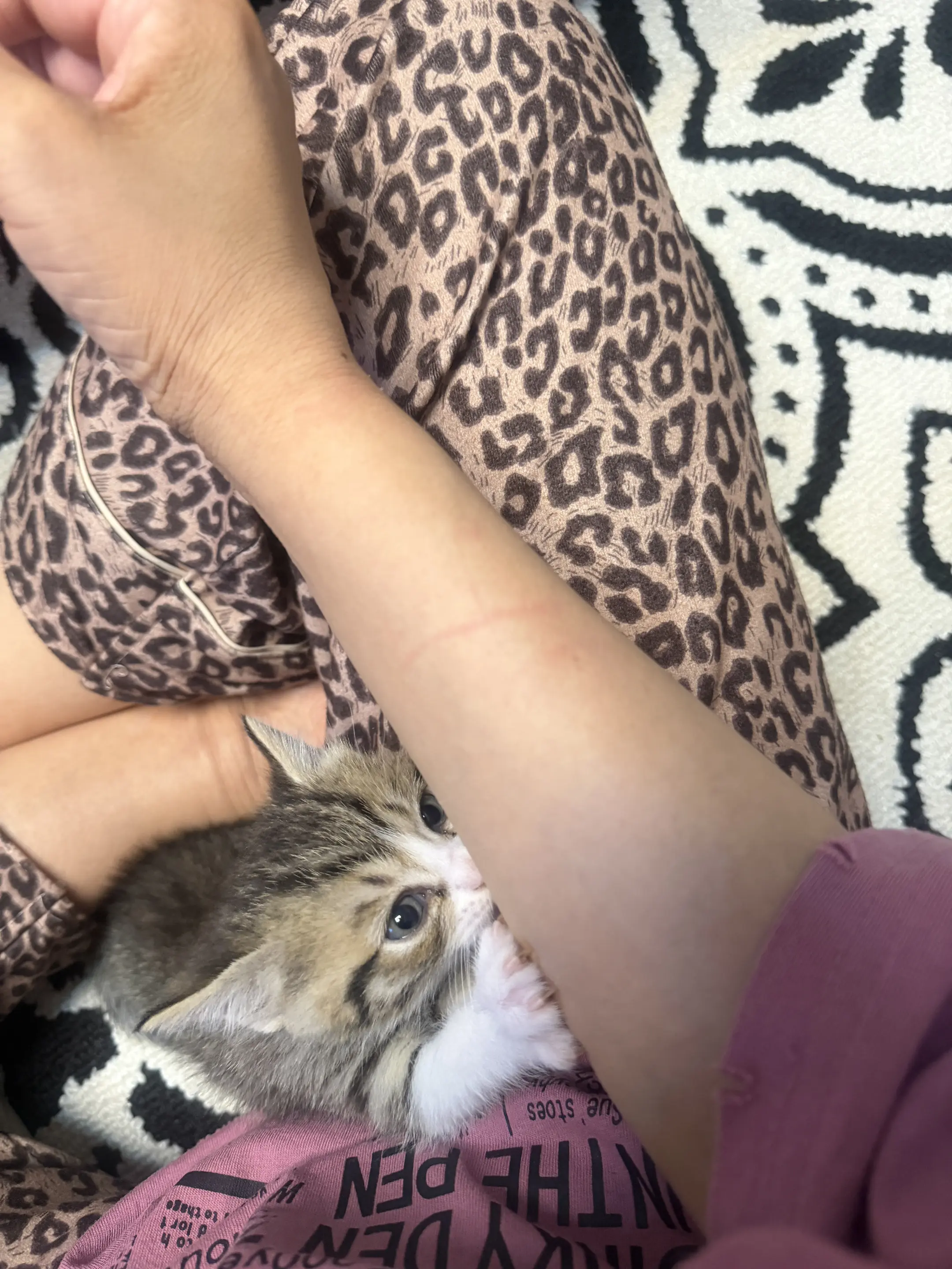 谁能拒绝一只小猫呢