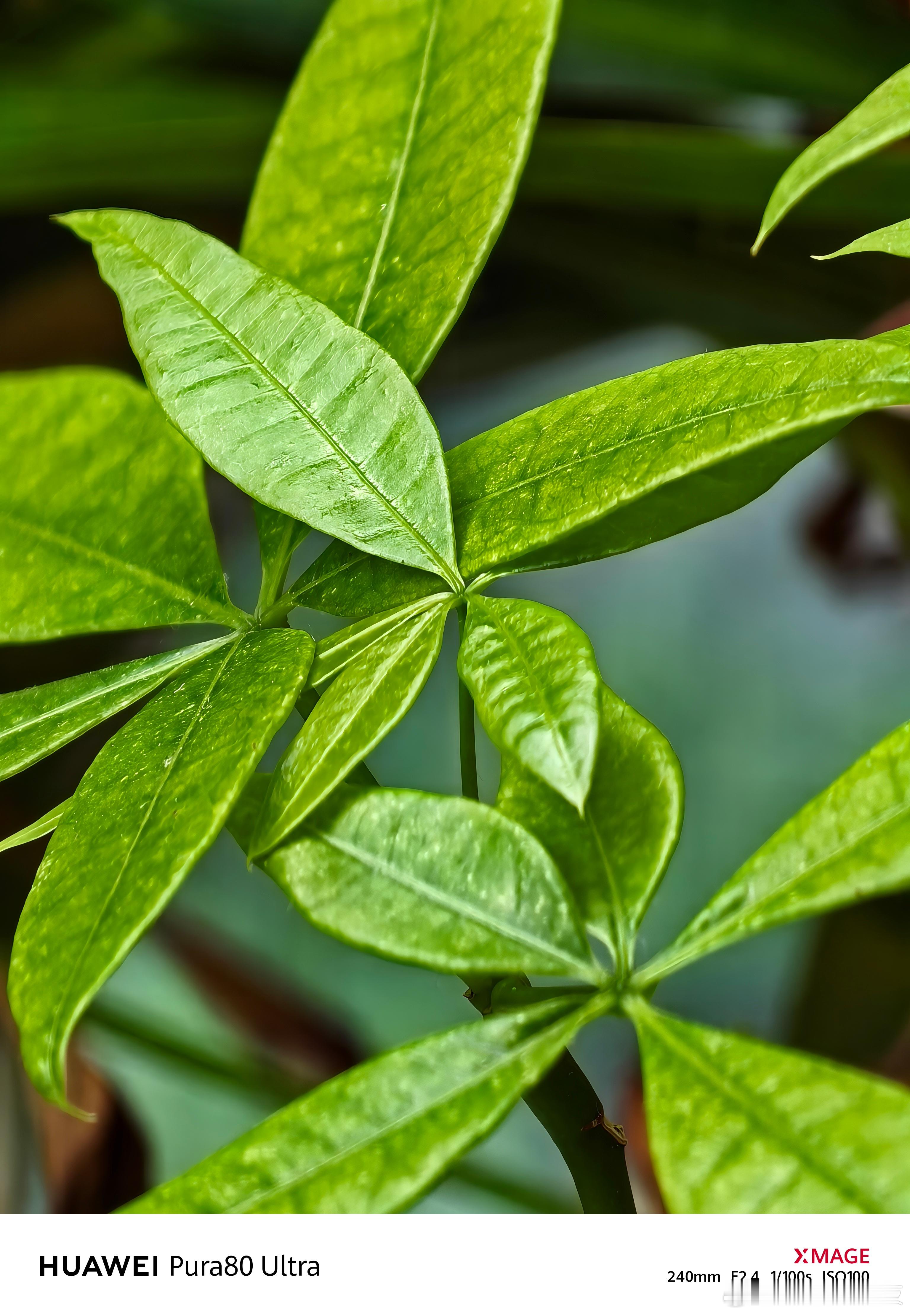 华为Pura80系列今日开售 这条微博，我是用华为 Pura80 Ultra发的