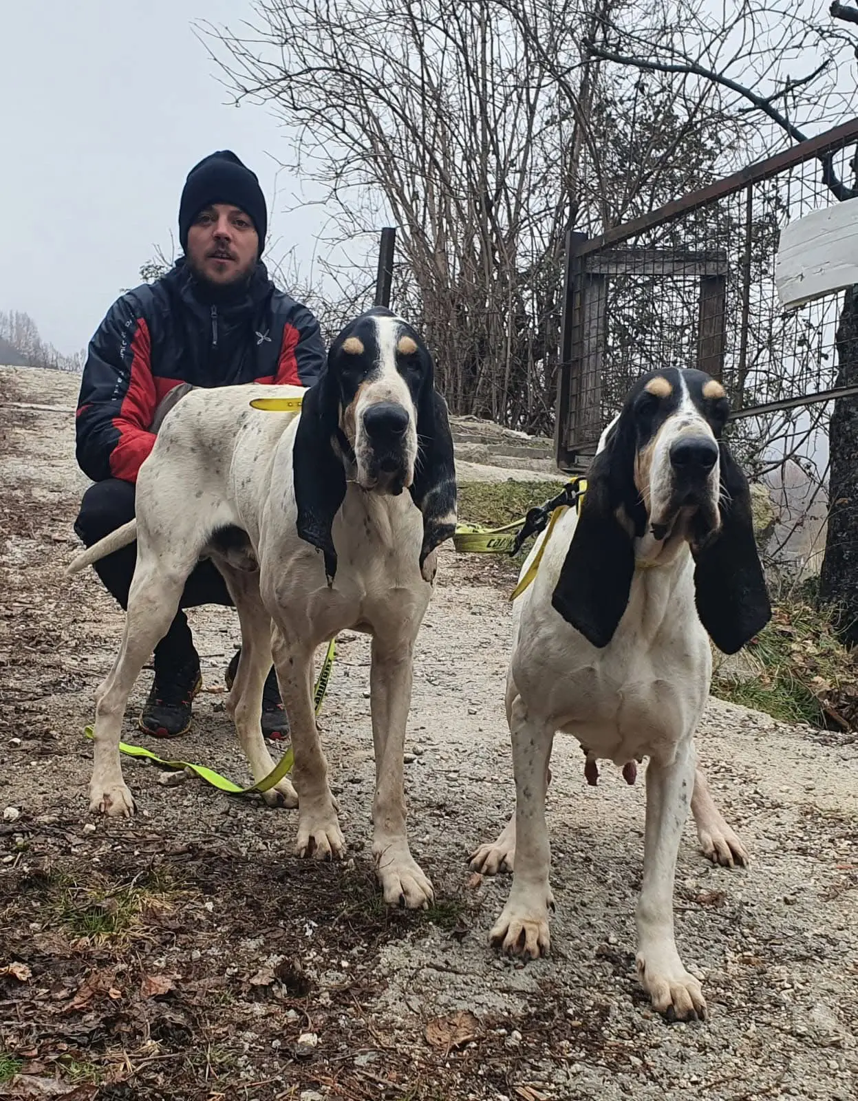 法国猎犬圣东基猎犬