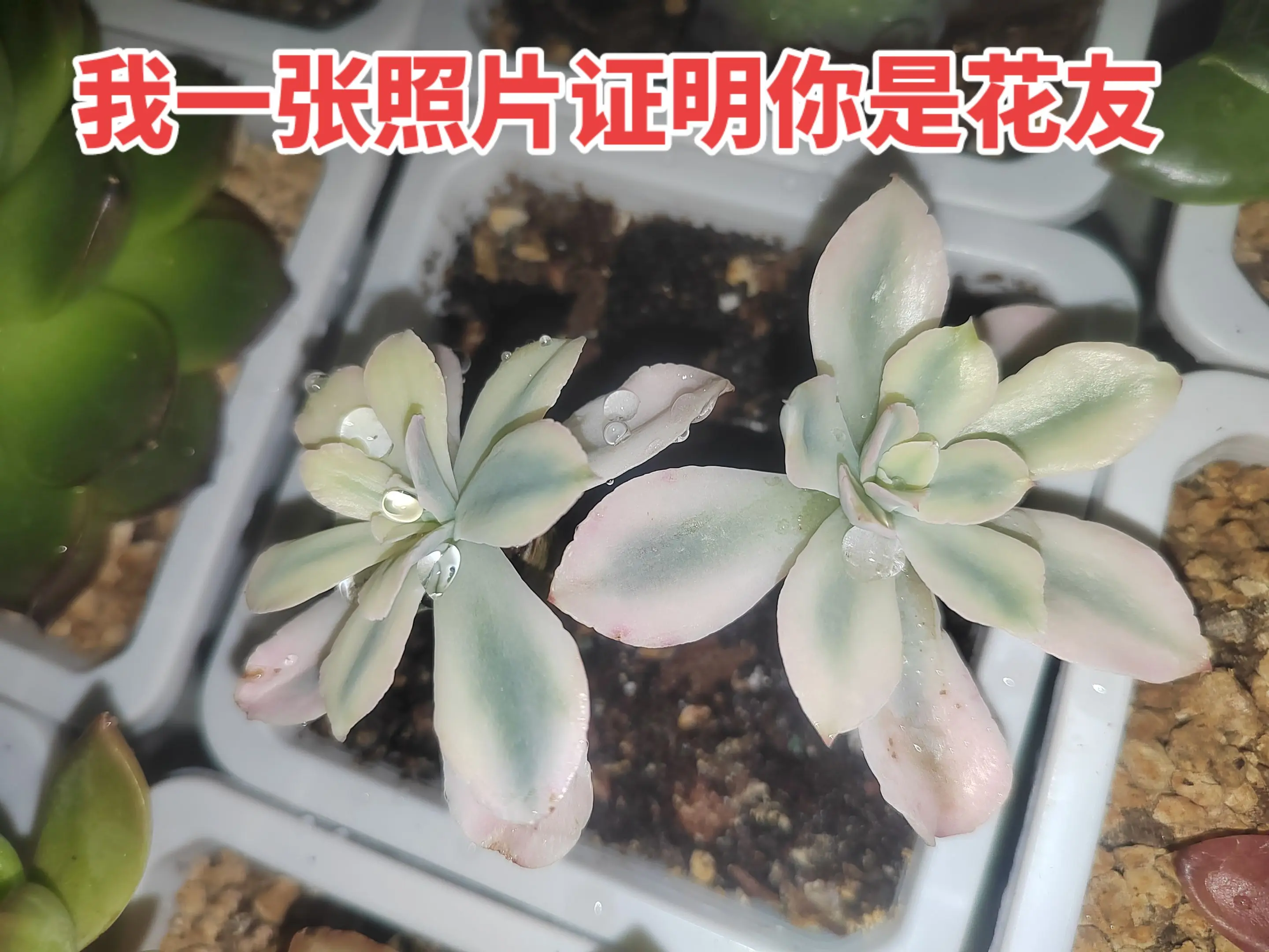 不相信你手机里面都是花花照片