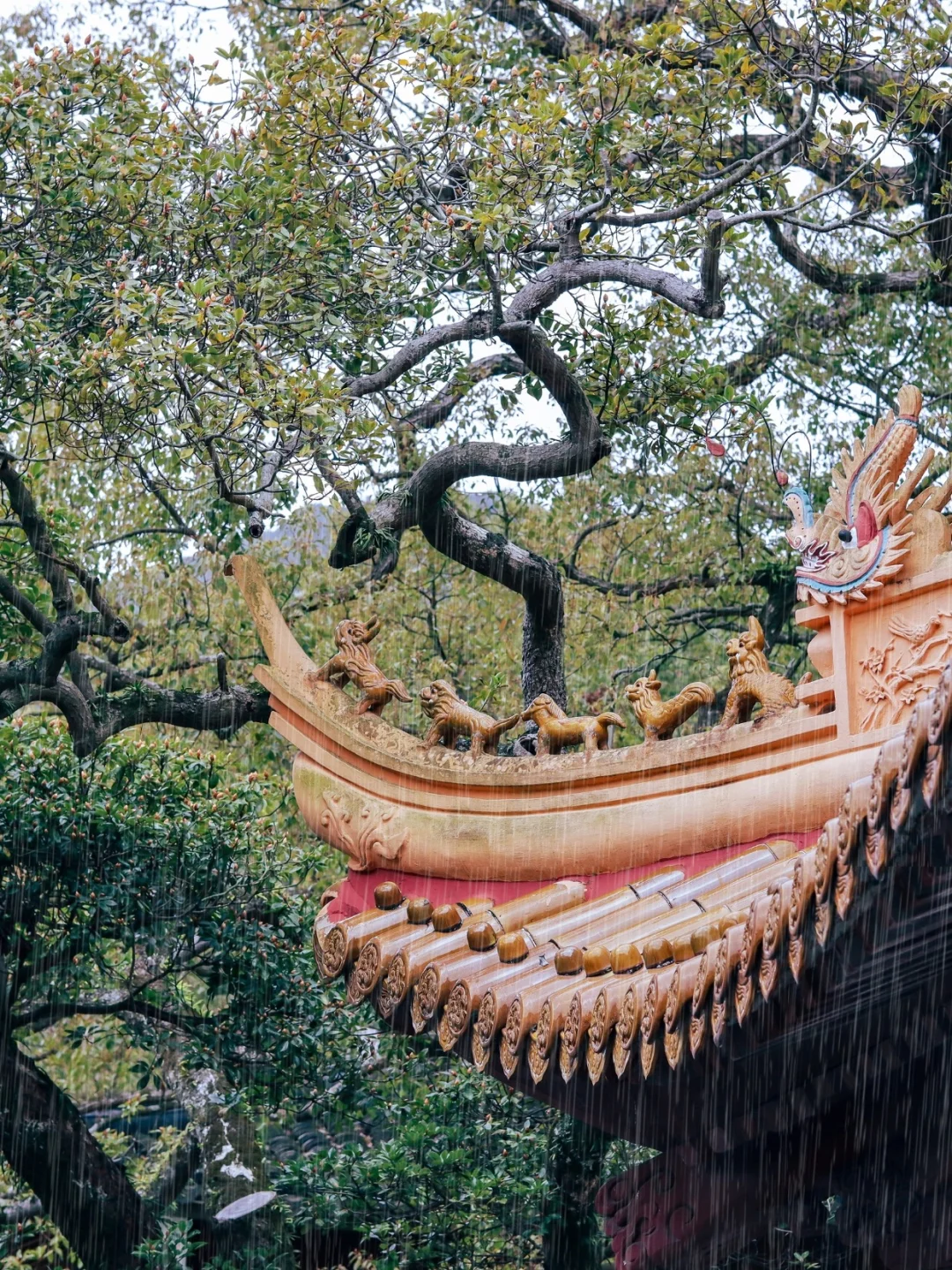 普陀山｜南朝四百八十寺 多少楼台烟雨中