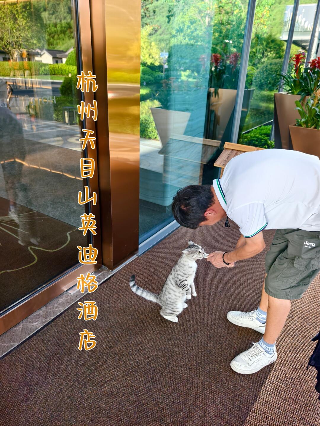 天目山英迪格|流浪猫过上了躺平的好日子