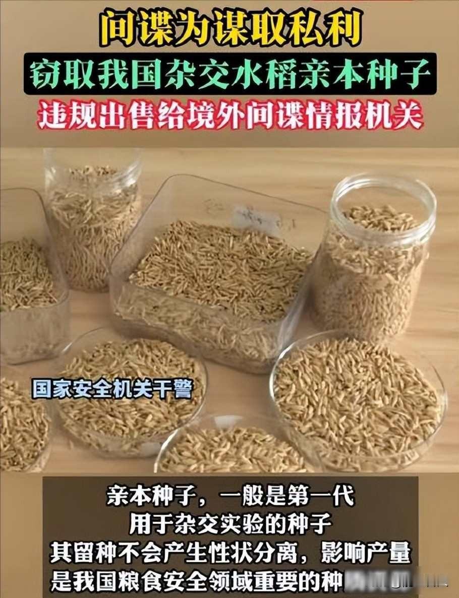 田里有人偷种子，农民一眼看穿，国家防线藏在乡间小路

去年九月，安徽合肥法院审判