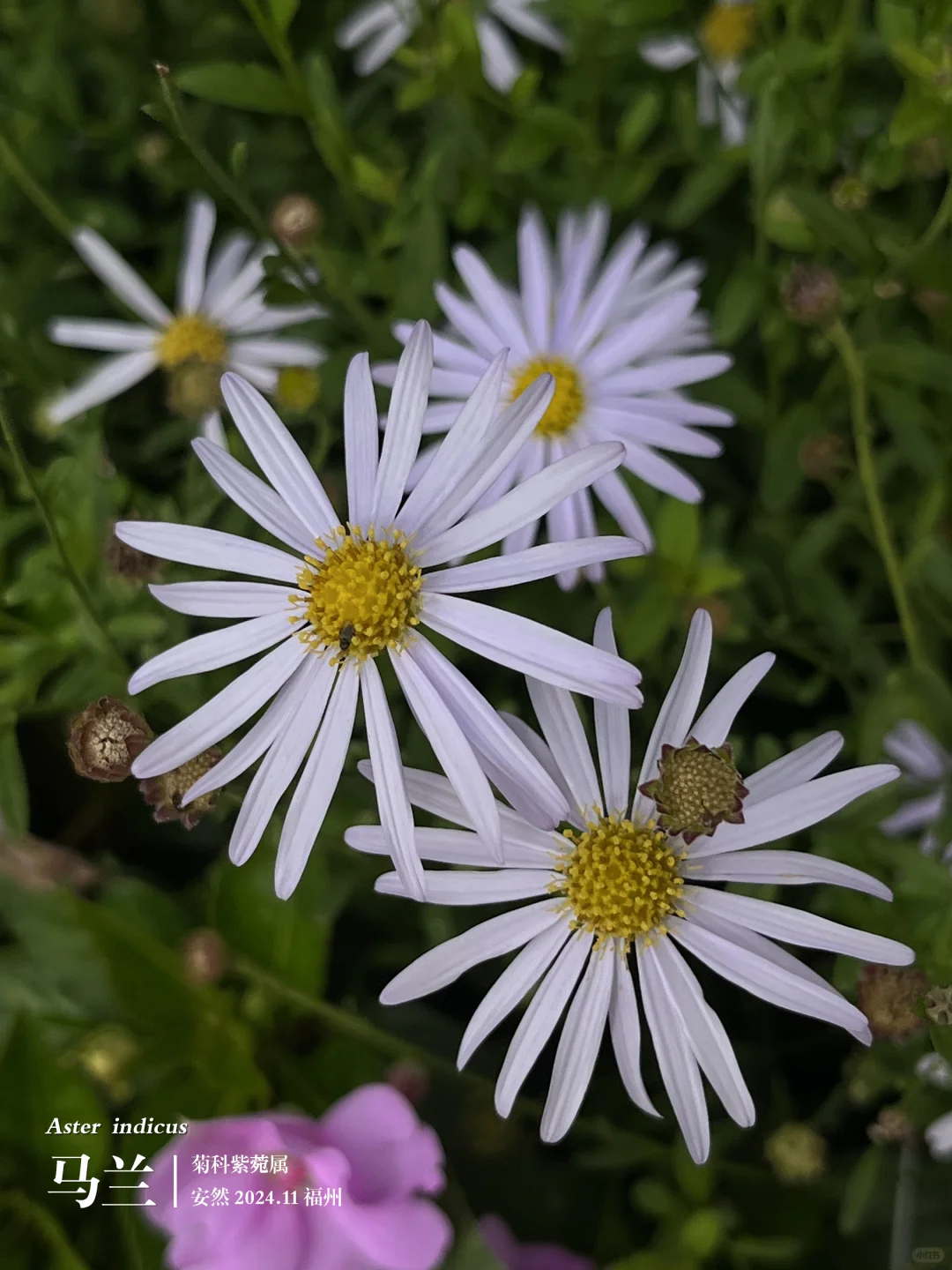 福州植物打标475｜温婉留人的马兰