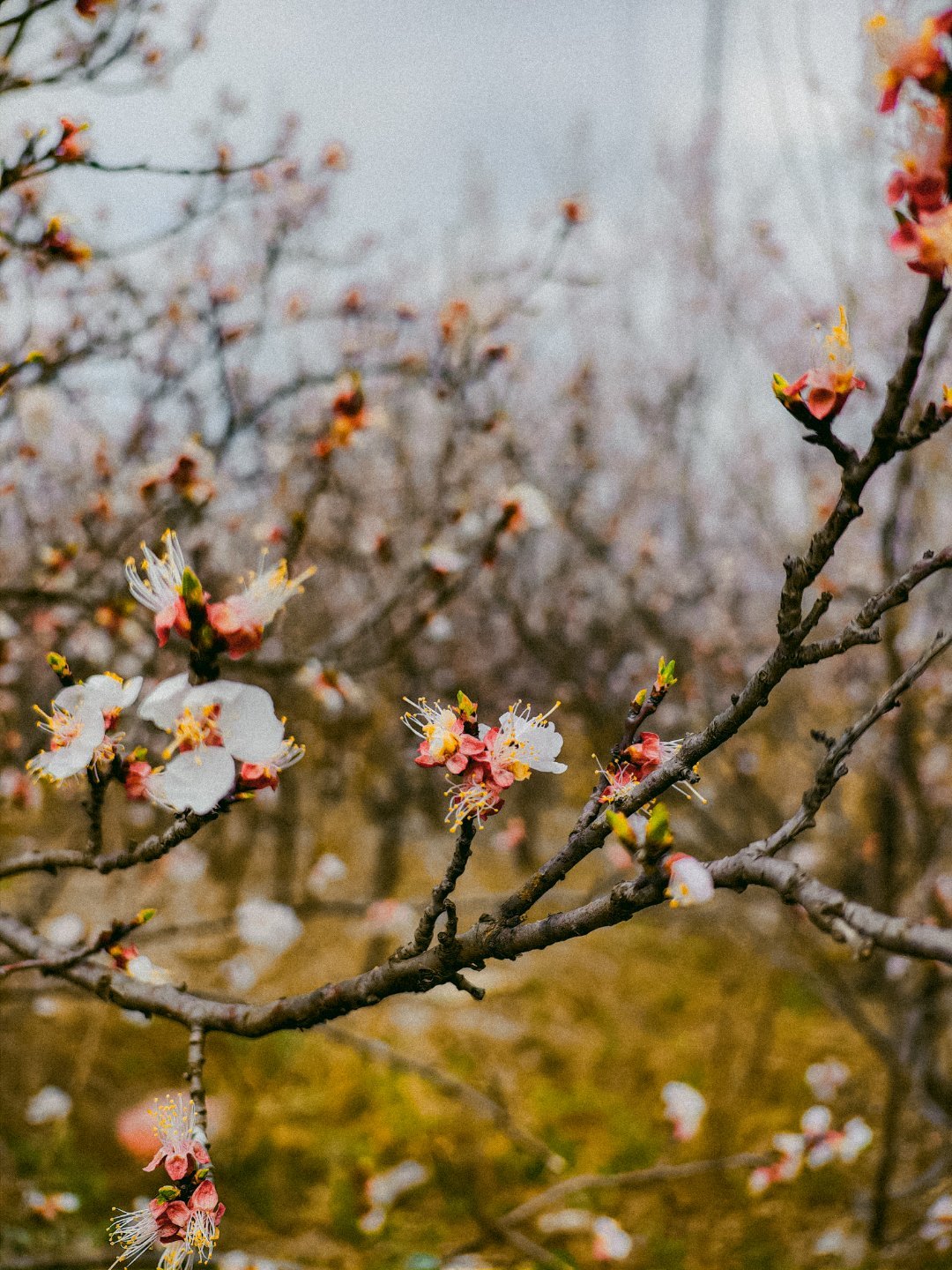 春日青岛最美人间四月天来了青岛